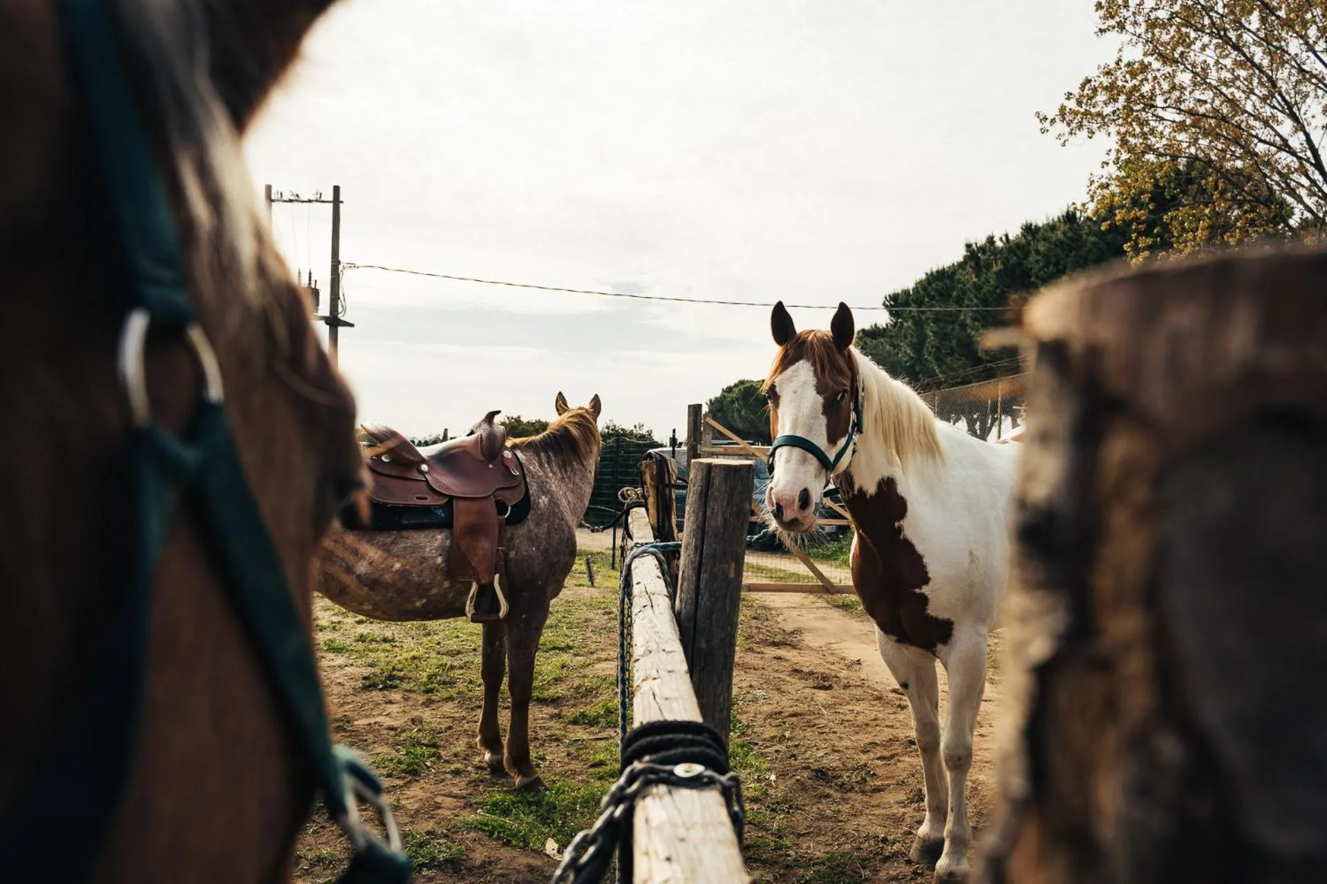 Horse-riding in Agriturismo Sweet Cottage