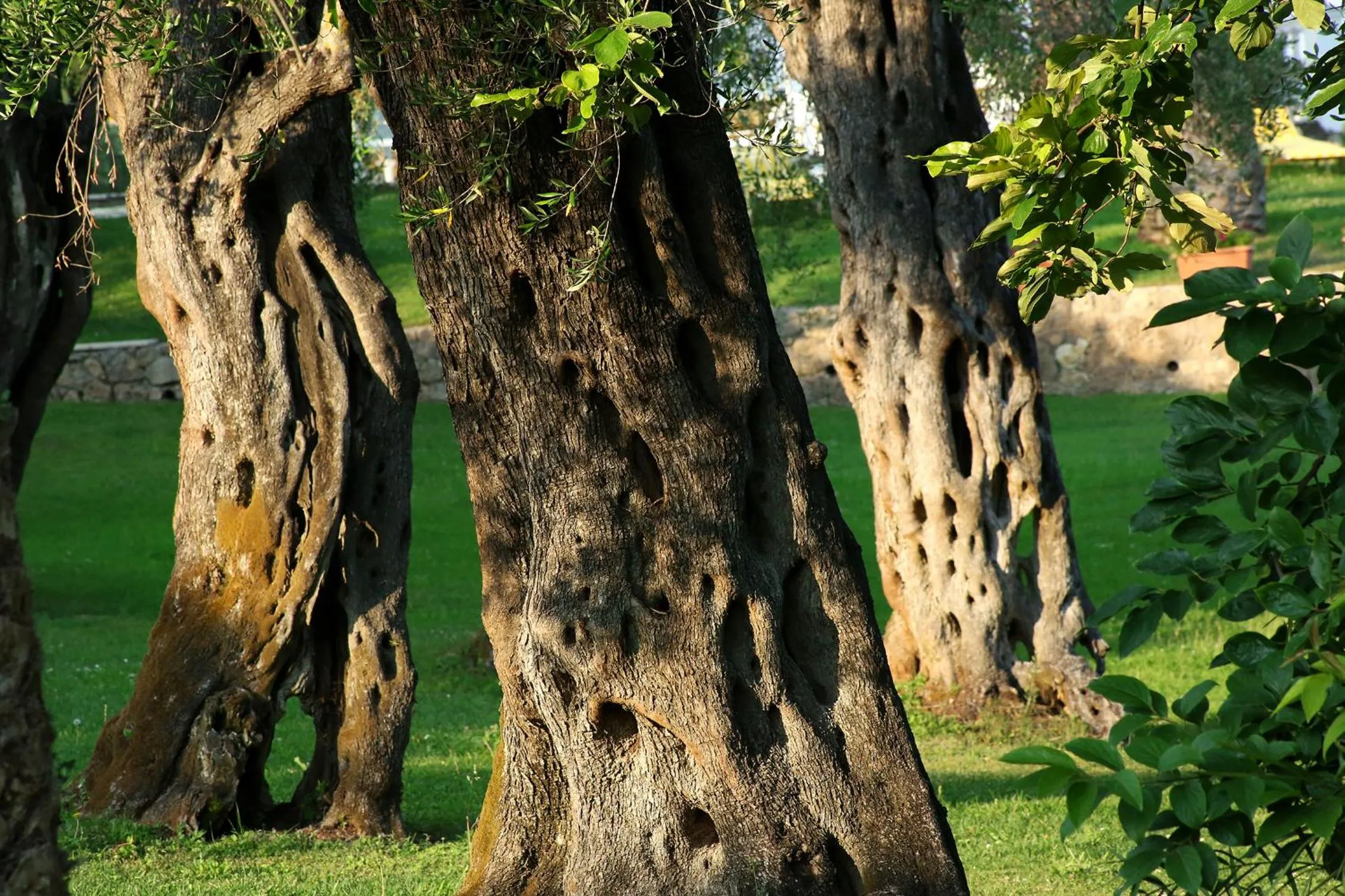 Garden in Paradise Hotel Corfu