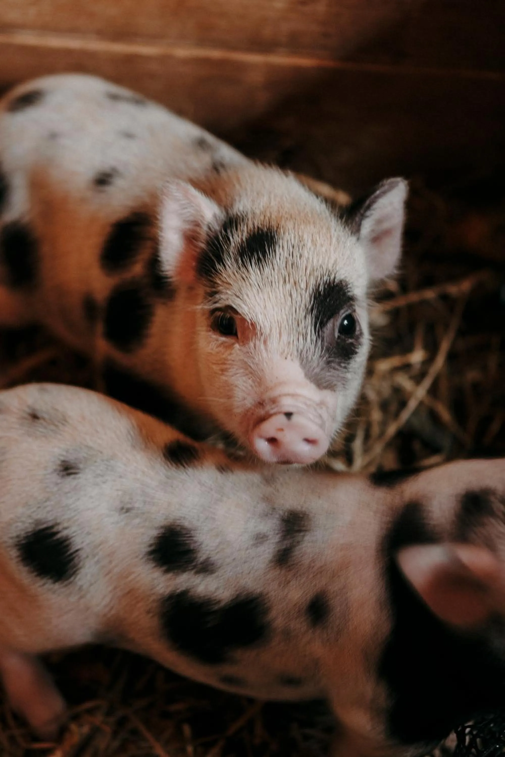 Garden in Château Les Carrasses