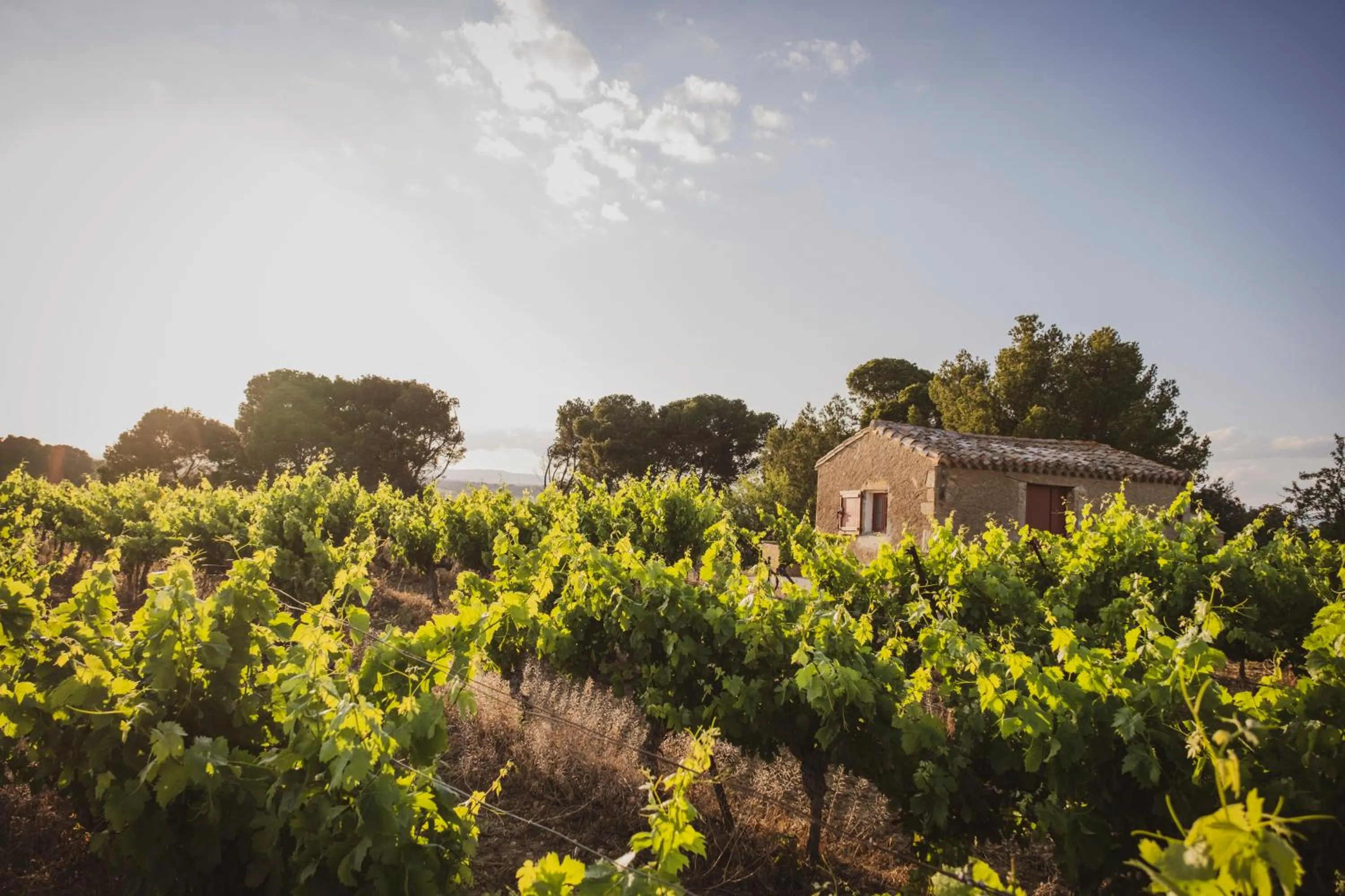 Spa and wellness centre/facilities in Château Les Carrasses