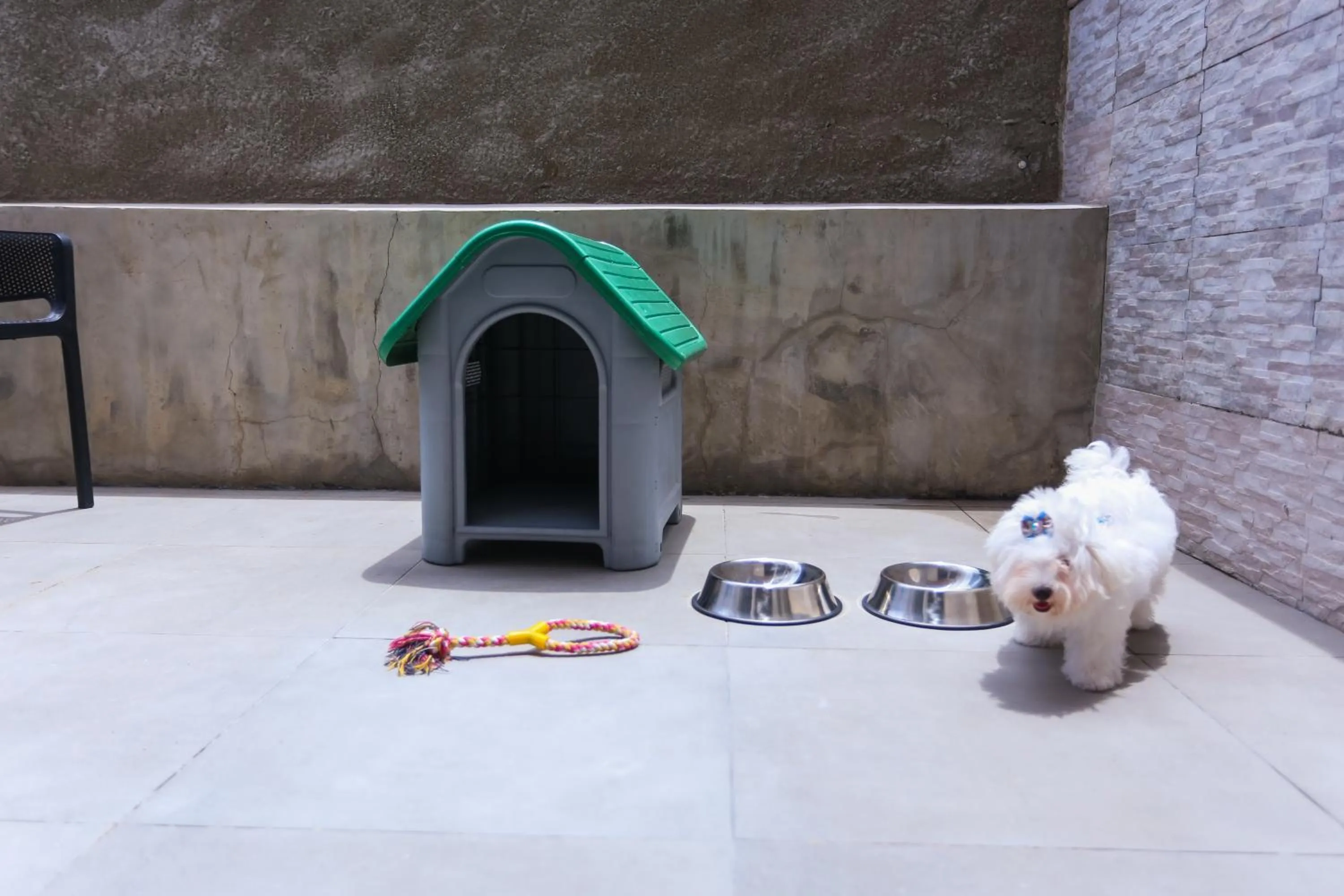 Pets in Pajuçara Praia Hotel