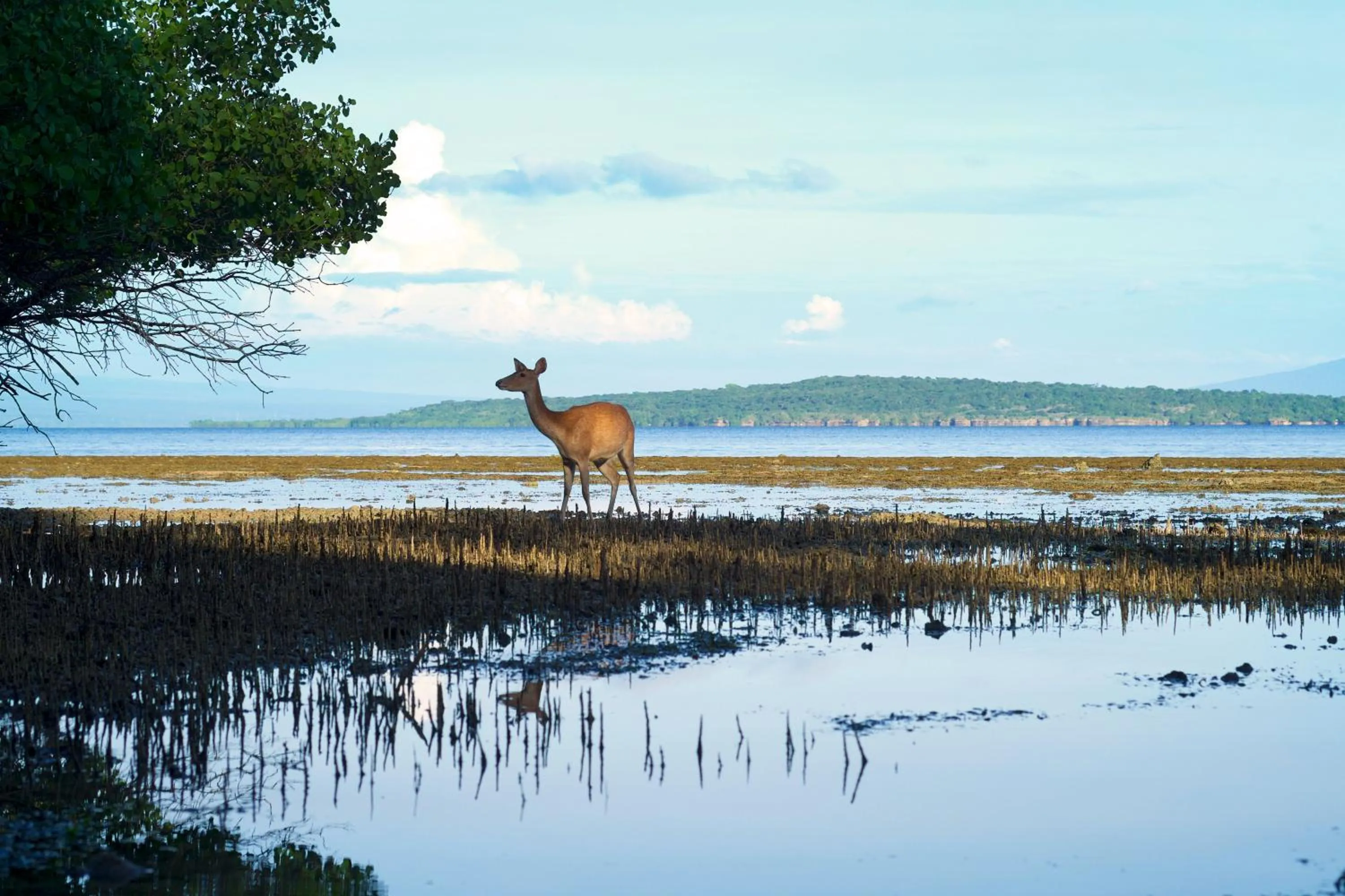 Area and facilities in Menjangan Ecolodge - CHSE Certified