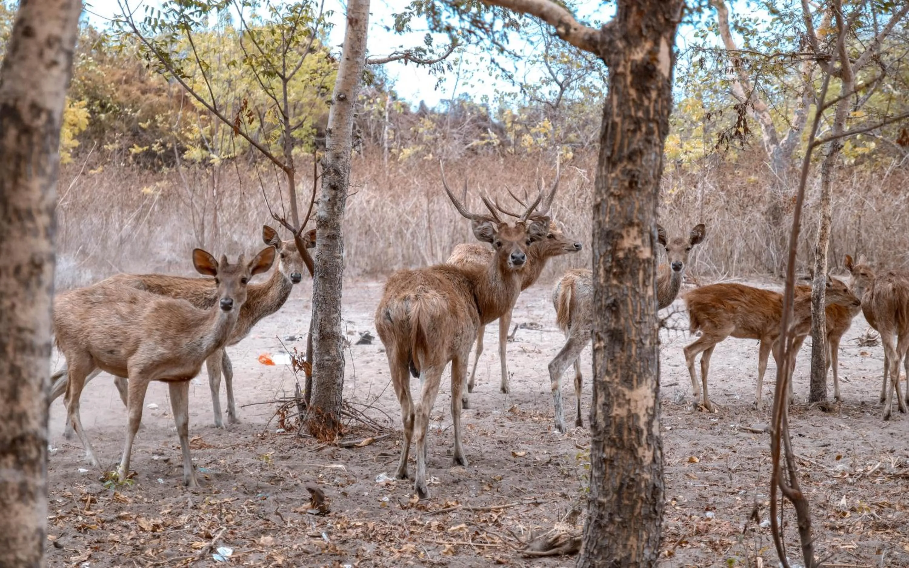 Area and facilities in Menjangan Ecolodge - CHSE Certified