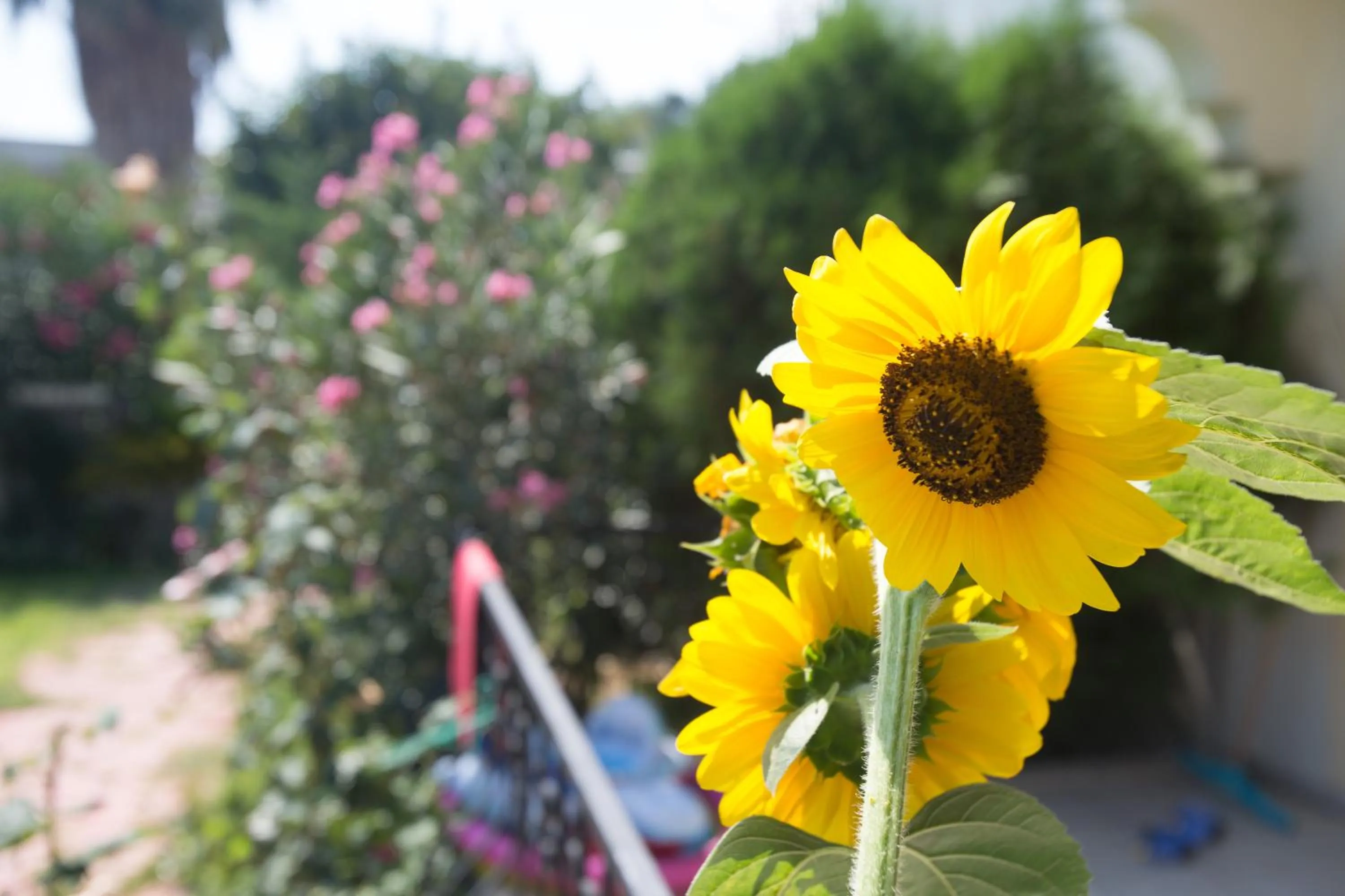 Spring in Dedeminn Garden Hotel