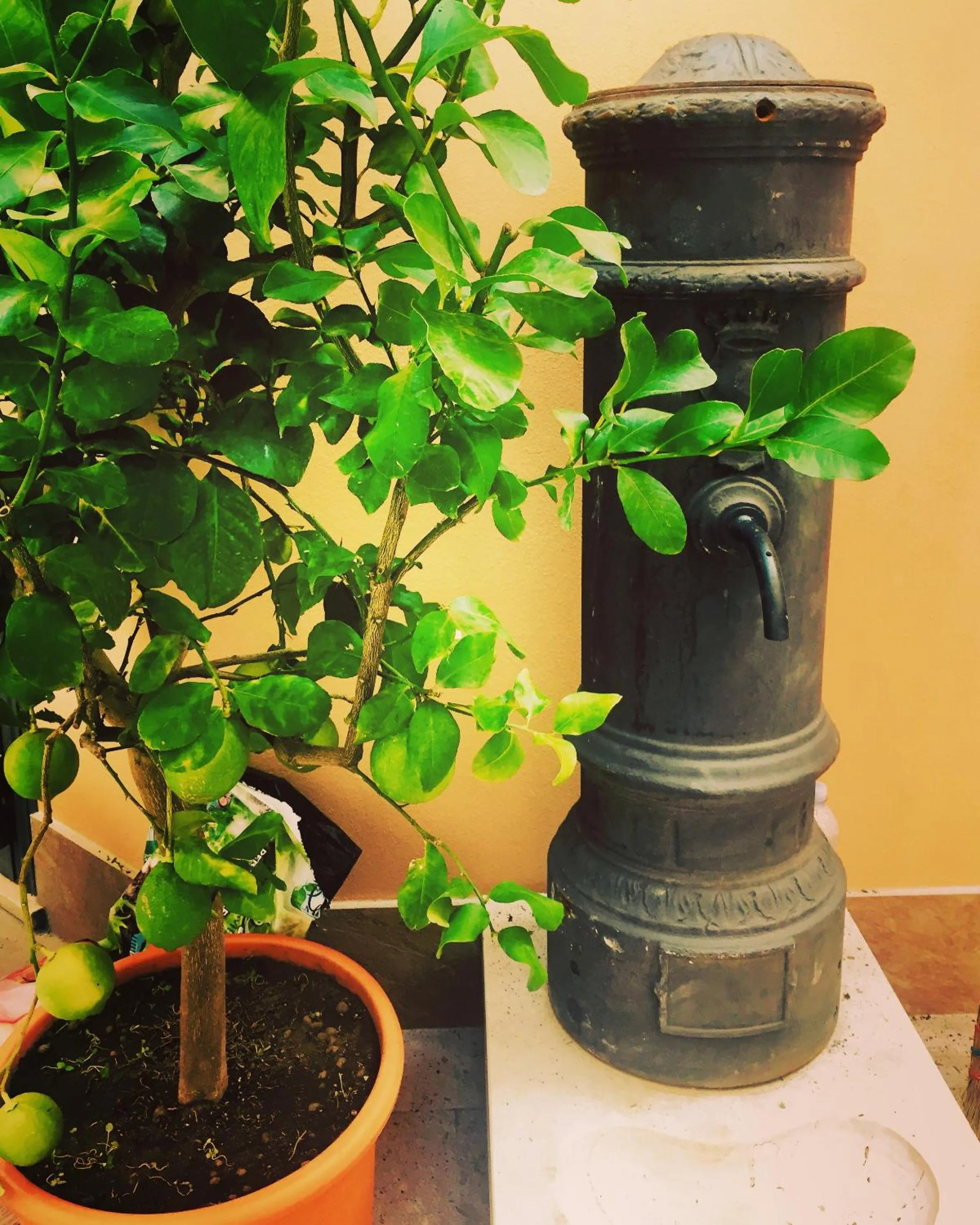 Garden in CIVICO 7 Holiday Rooms