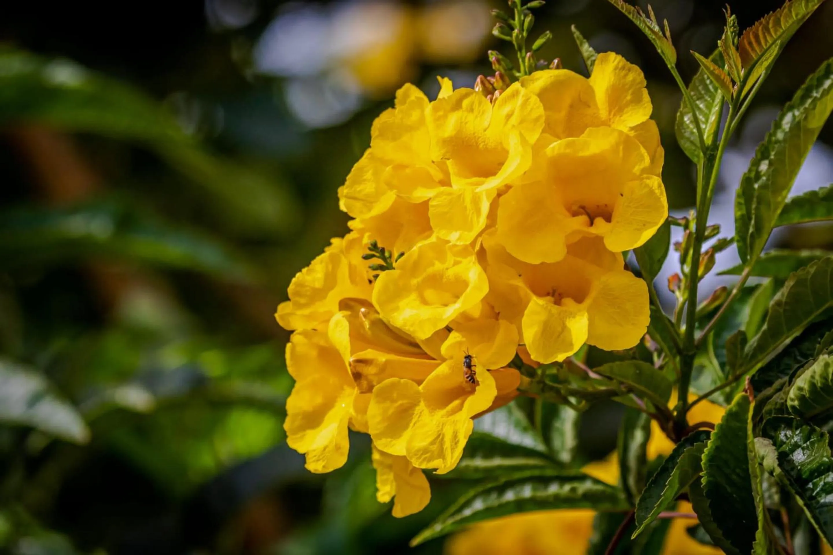 Spring in Silver Beach Boutique Hotel