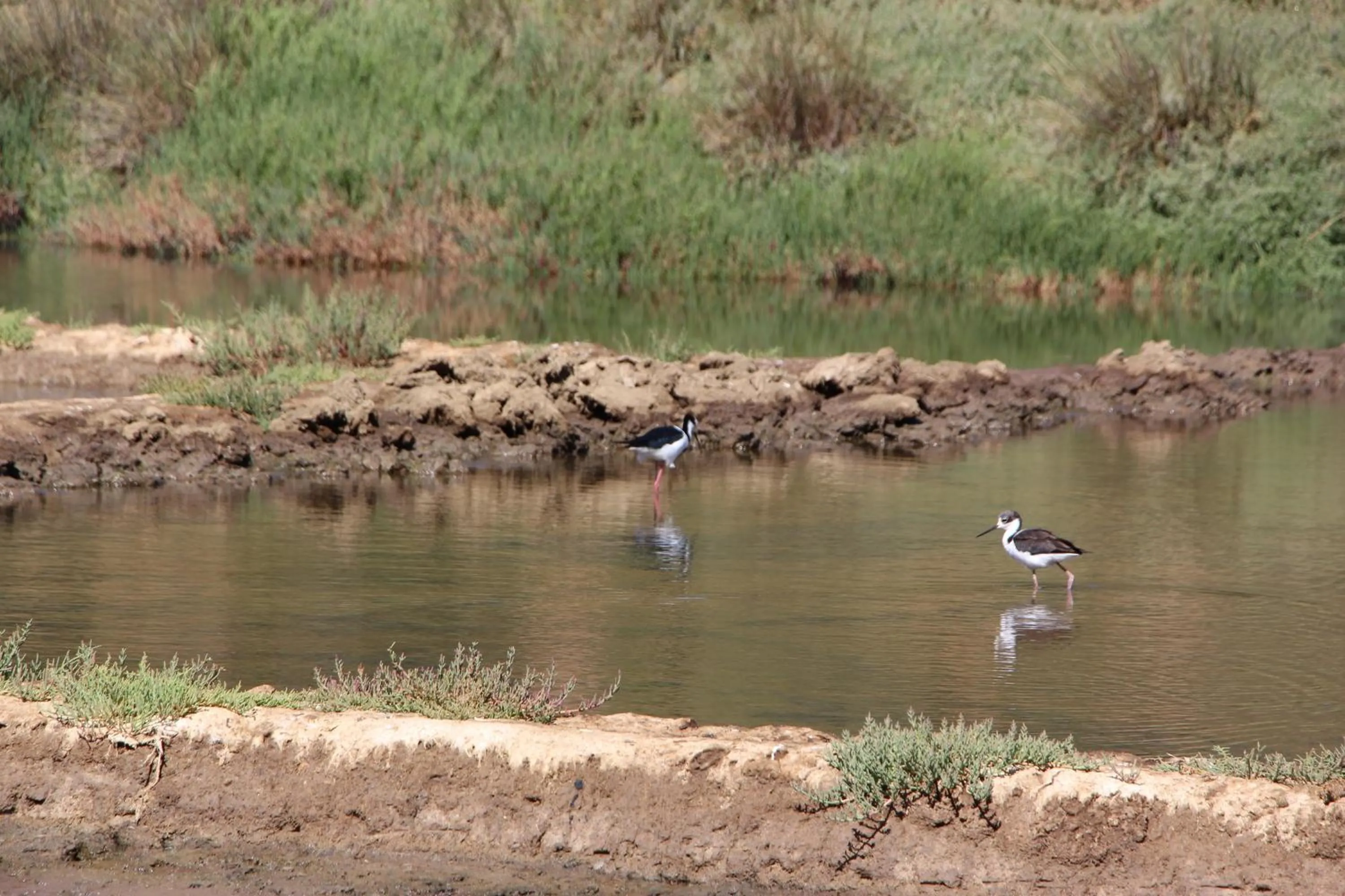 Animals in Cabañas Piedra Grande