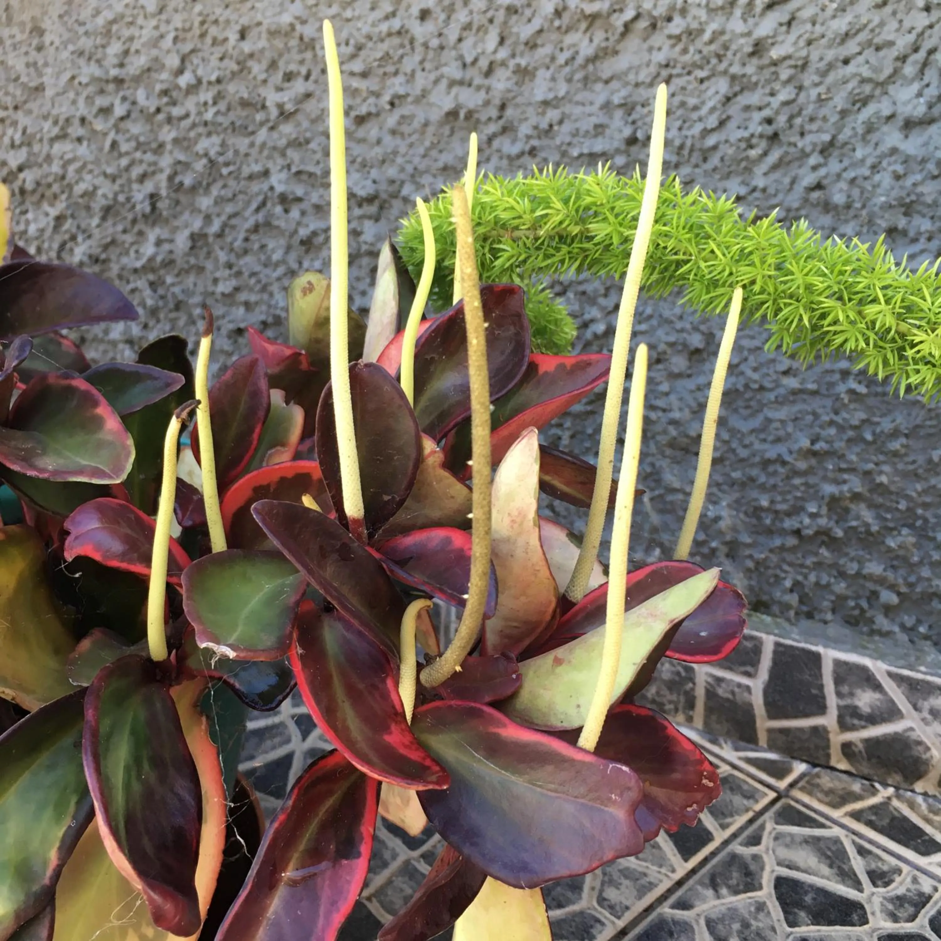 Garden in Casa do Til