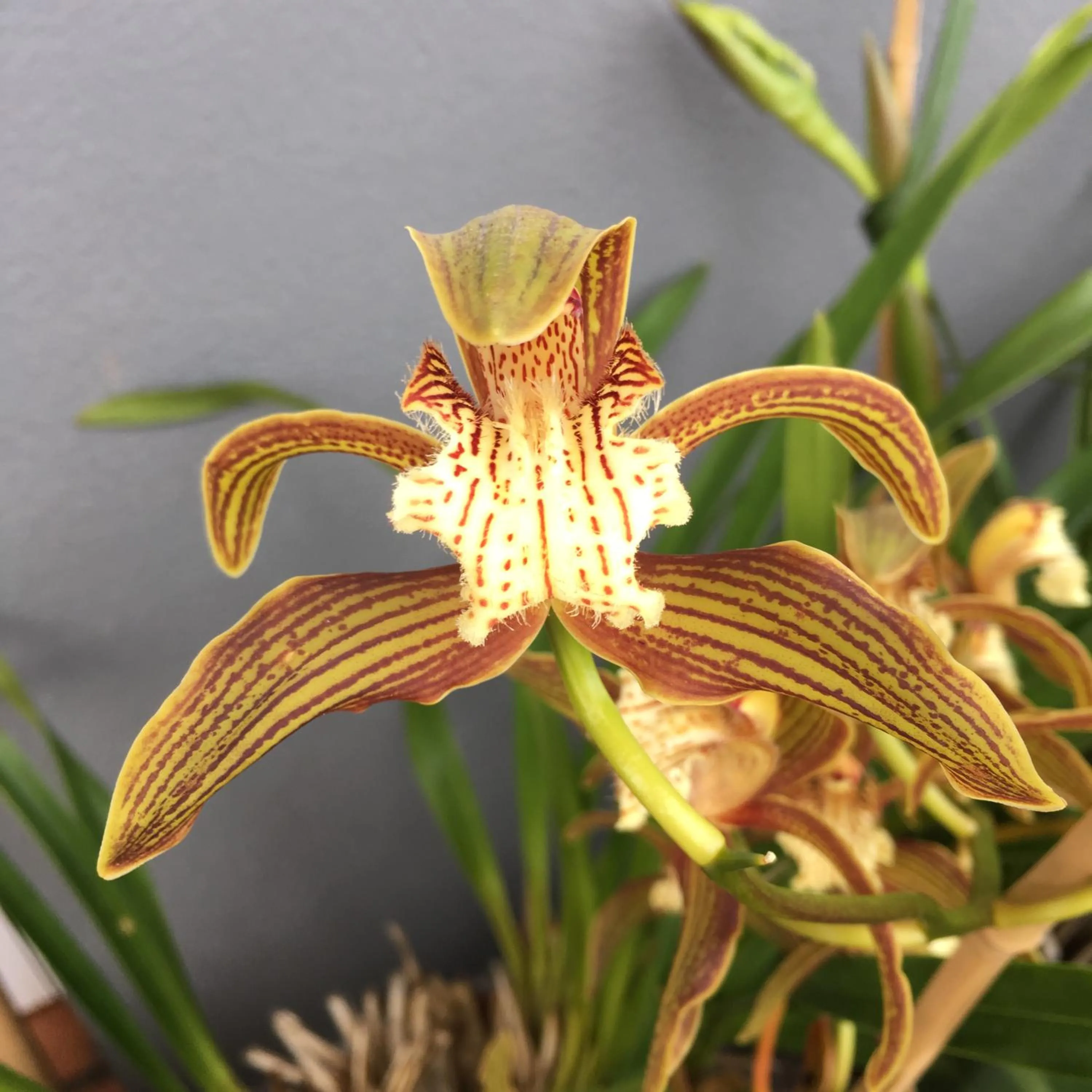 Garden in Casa do Til