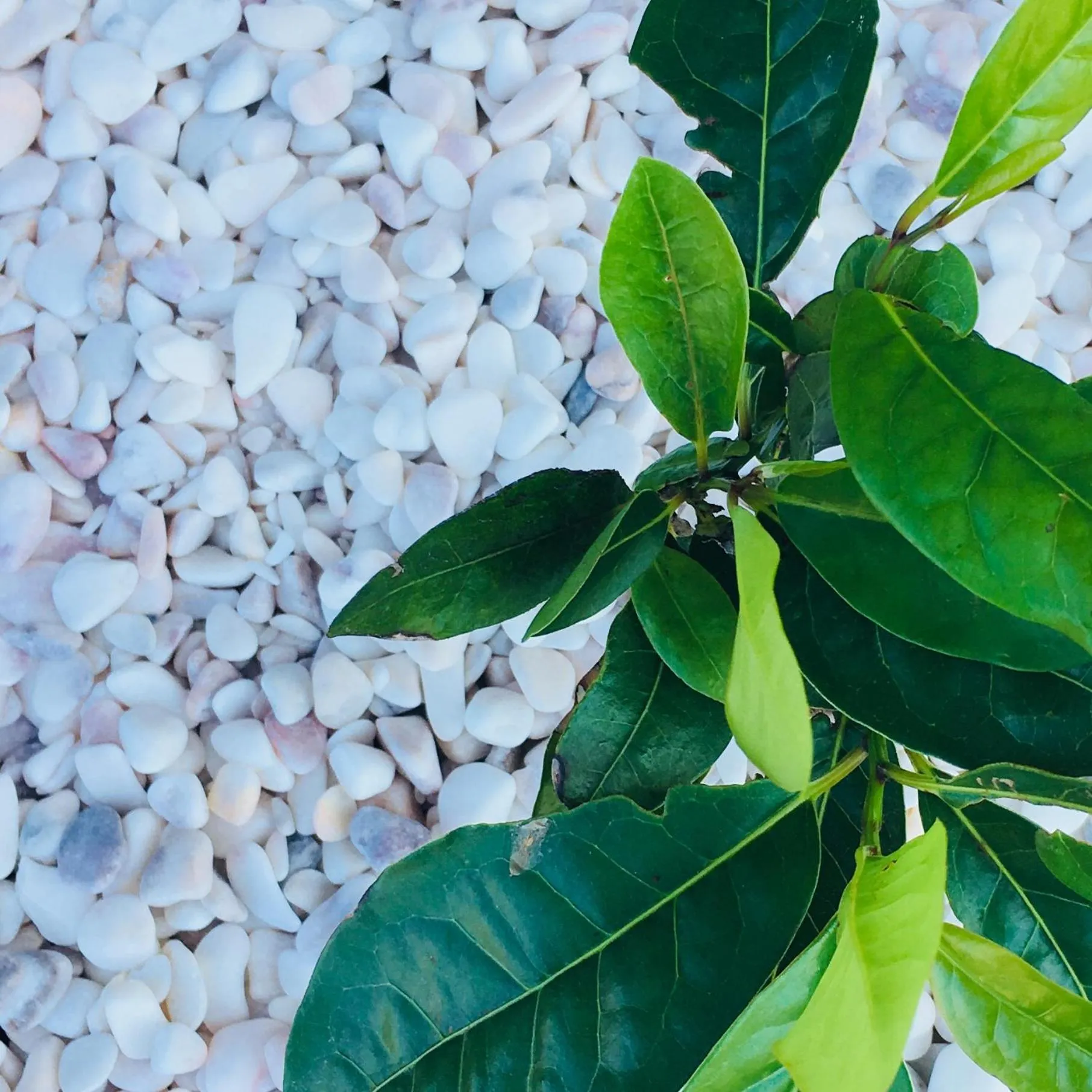 Garden in Casa do Til