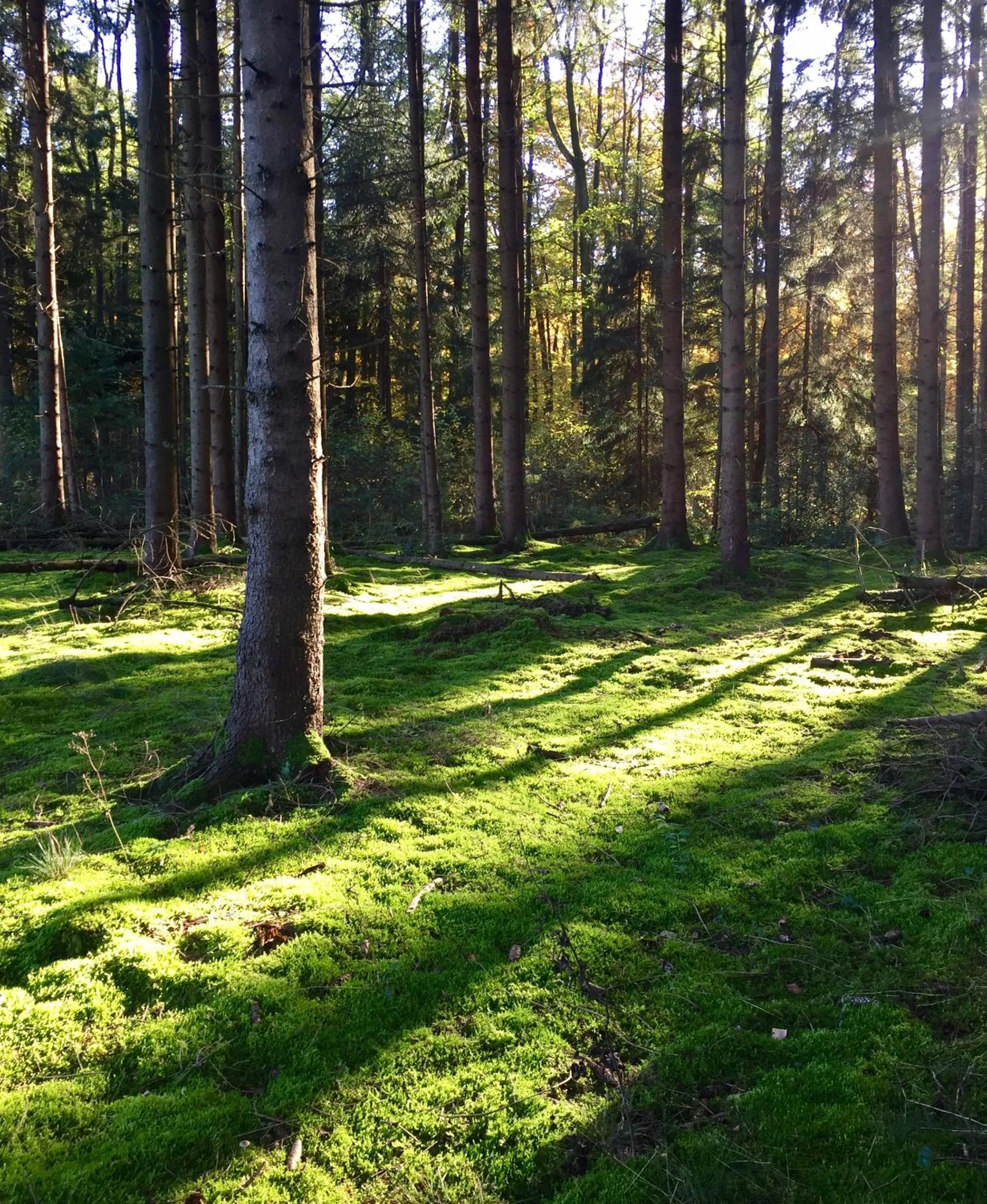 Neighbourhood in Wilsmann Apartmentvermietung