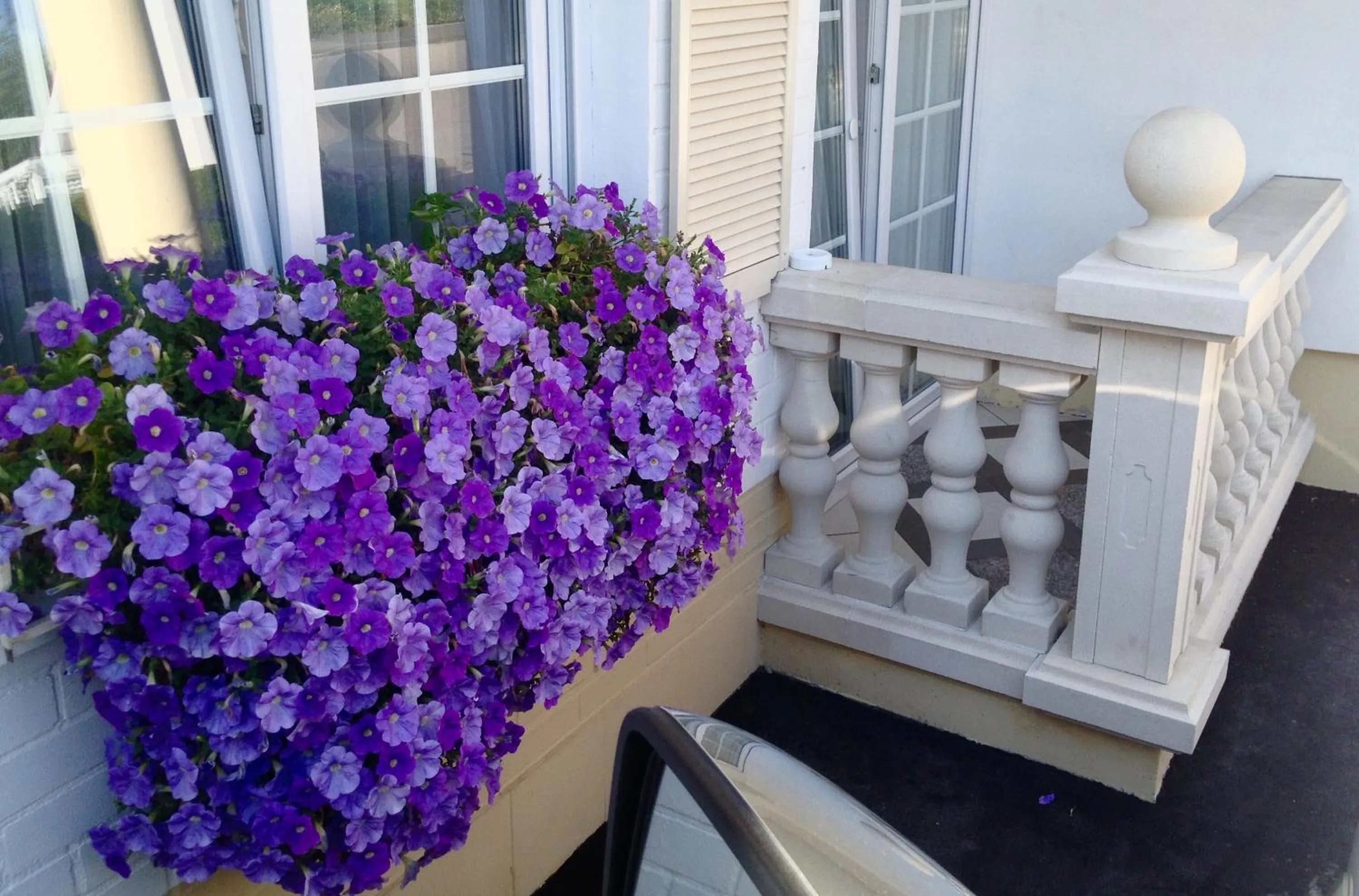 Garden in Wilsmann Apartmentvermietung