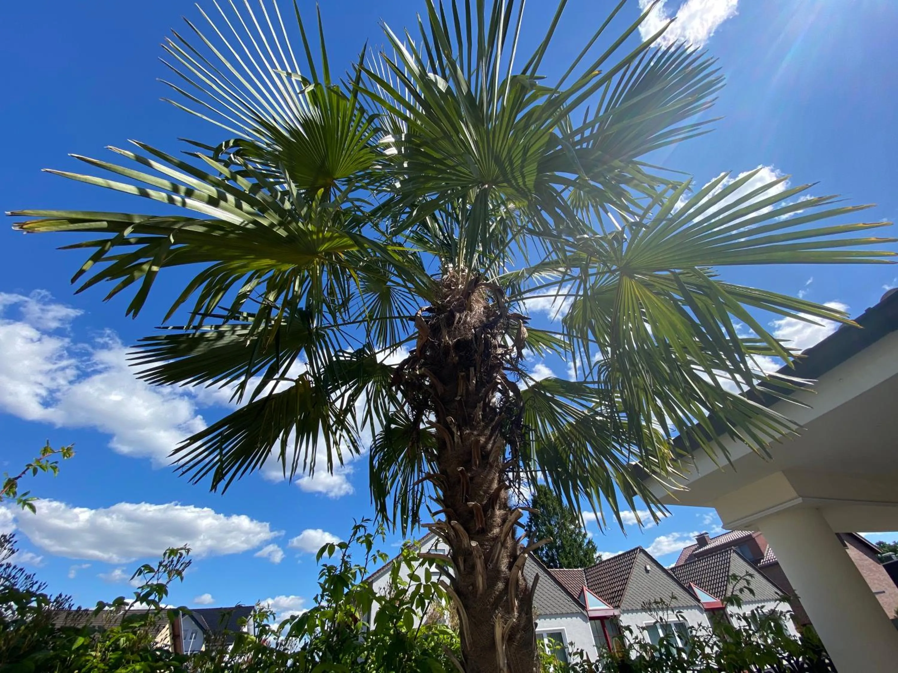 Garden view in Wilsmann Apartmentvermietung