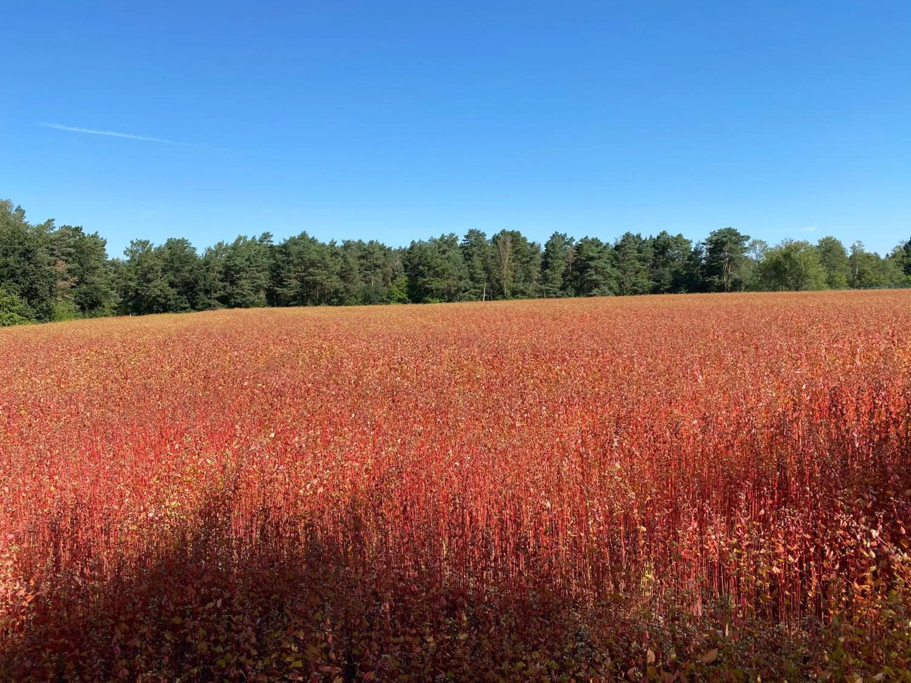 Natural landscape in Wilsmann Apartmentvermietung