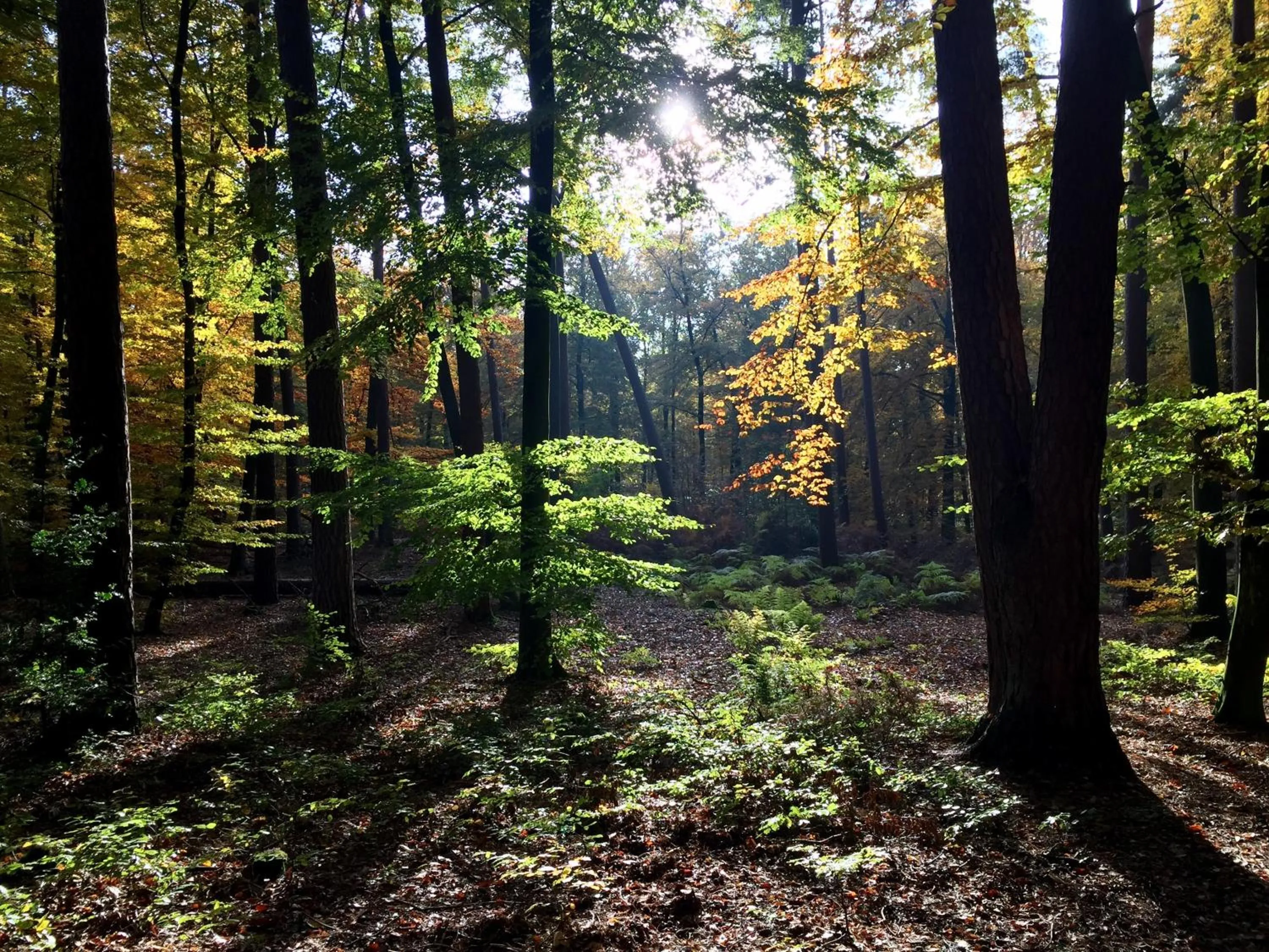 Neighbourhood in Wilsmann Apartmentvermietung