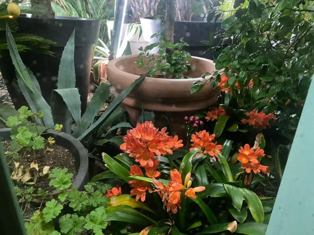 Garden in Wilsmann Apartmentvermietung