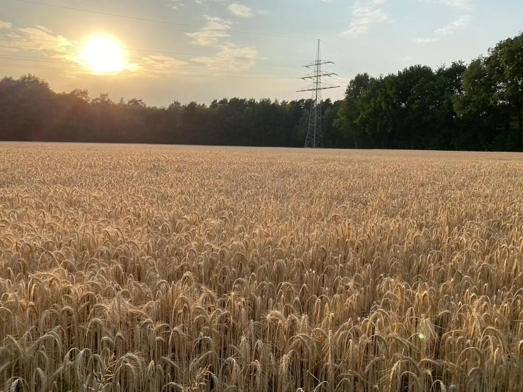 Natural landscape in Wilsmann Apartmentvermietung
