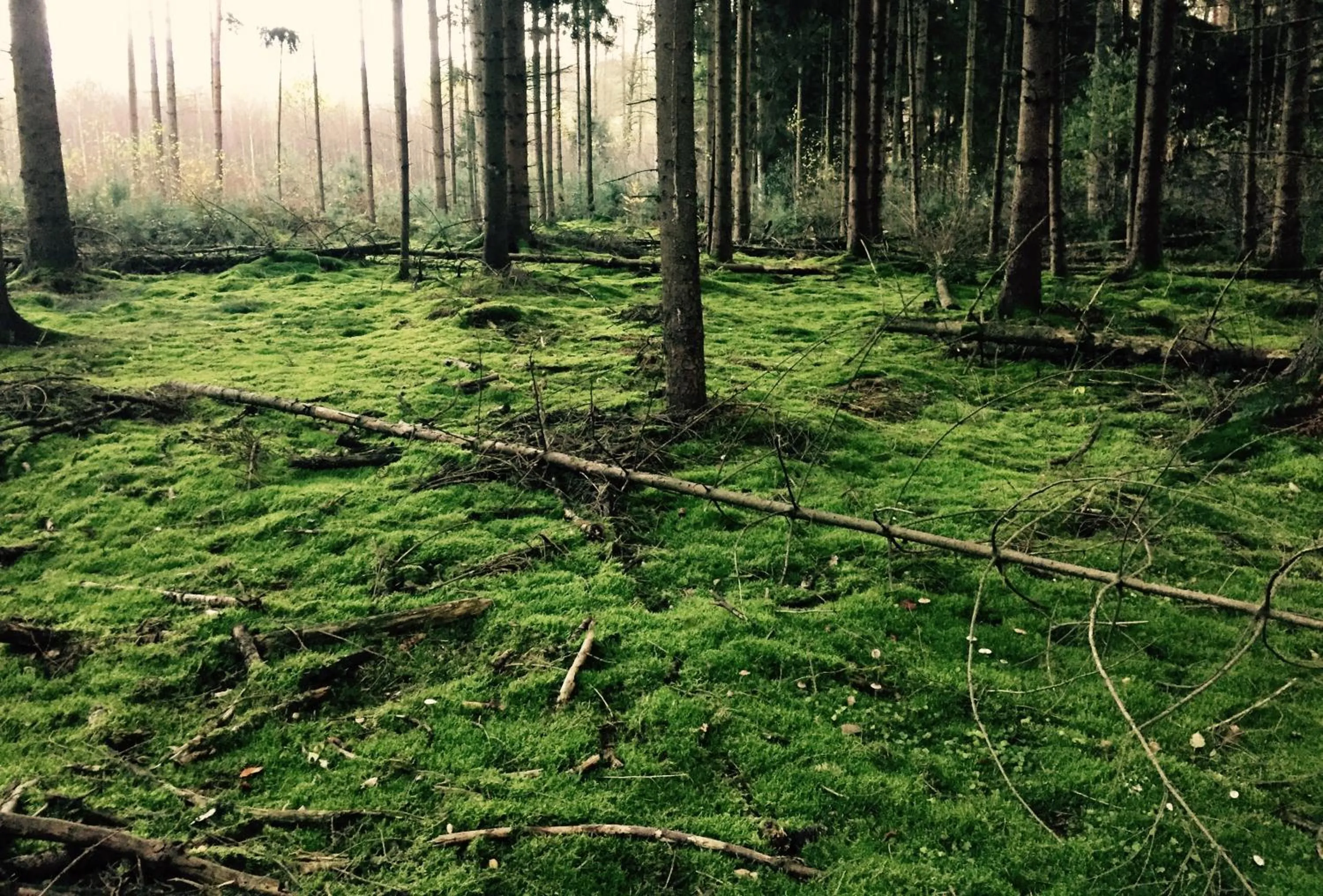 Neighbourhood in Wilsmann Apartmentvermietung