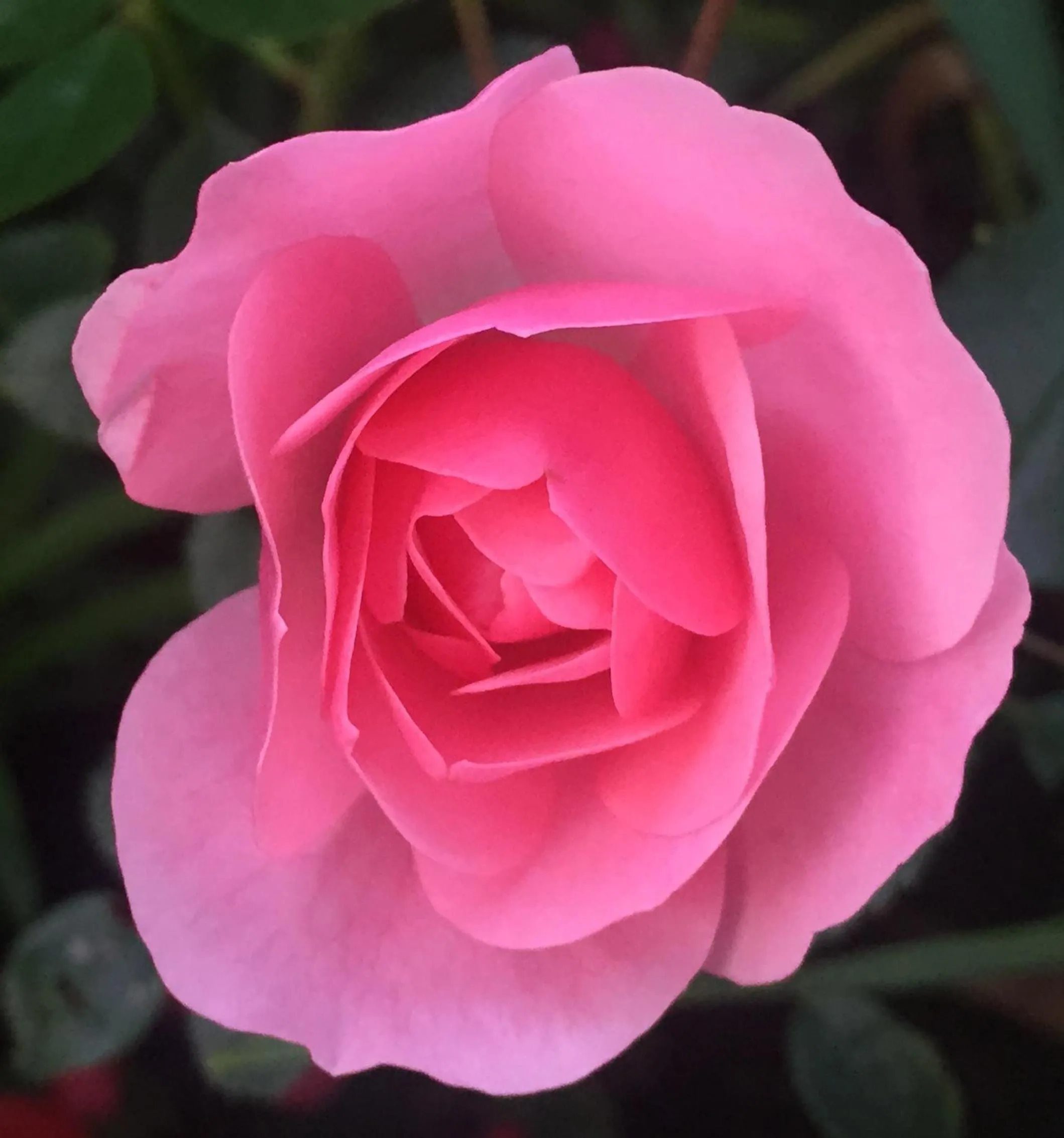 Summer in Wilsmann Apartmentvermietung