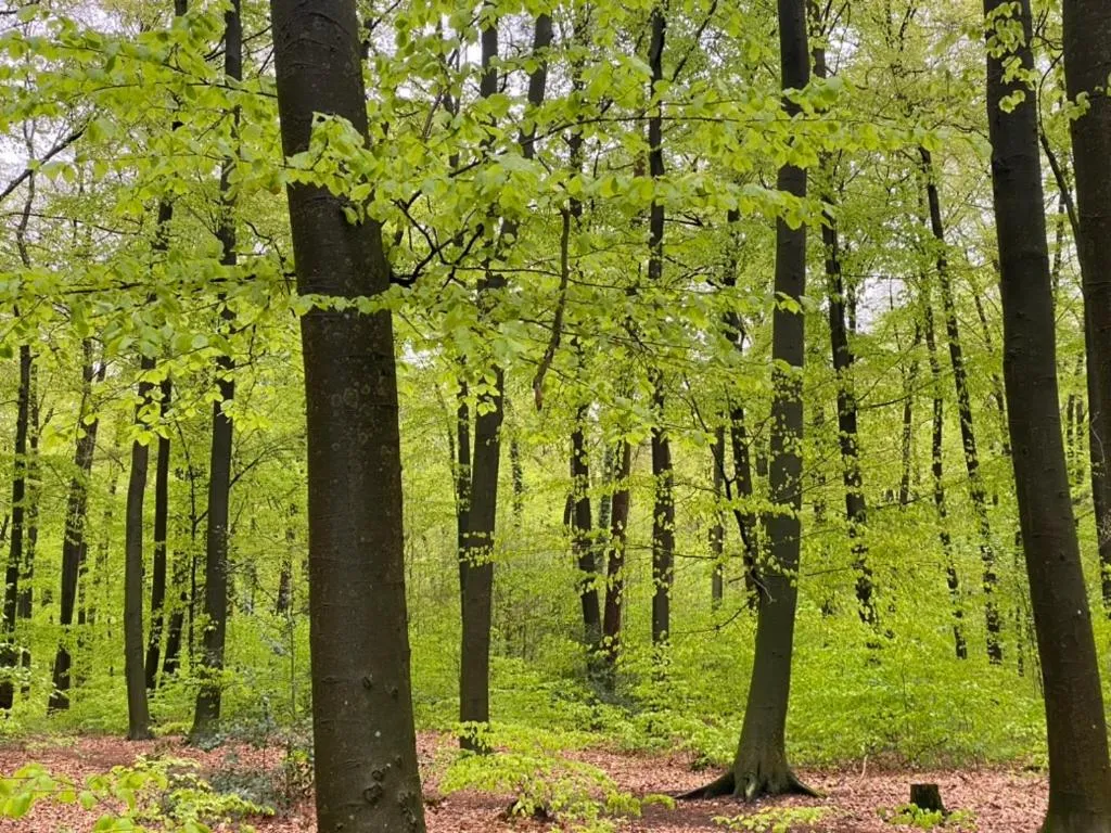 Natural landscape in Wilsmann Apartmentvermietung