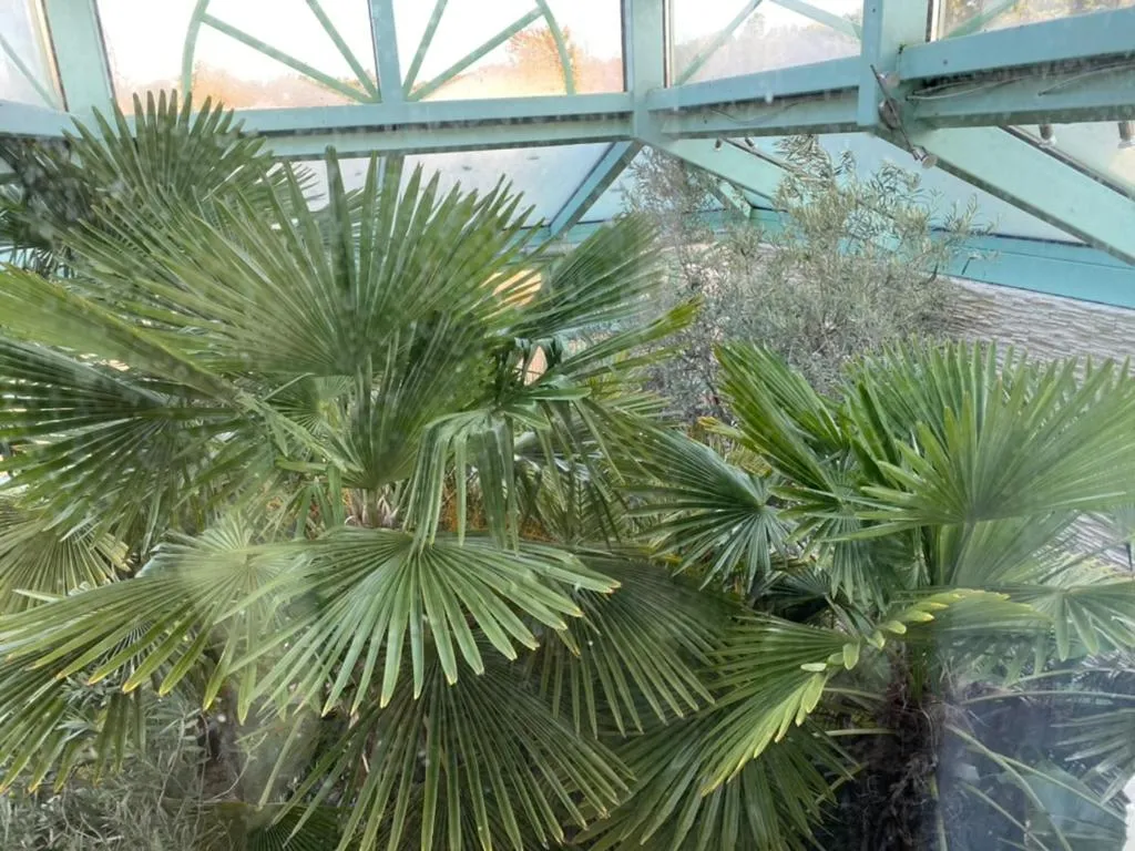 Garden view in Wilsmann Apartmentvermietung