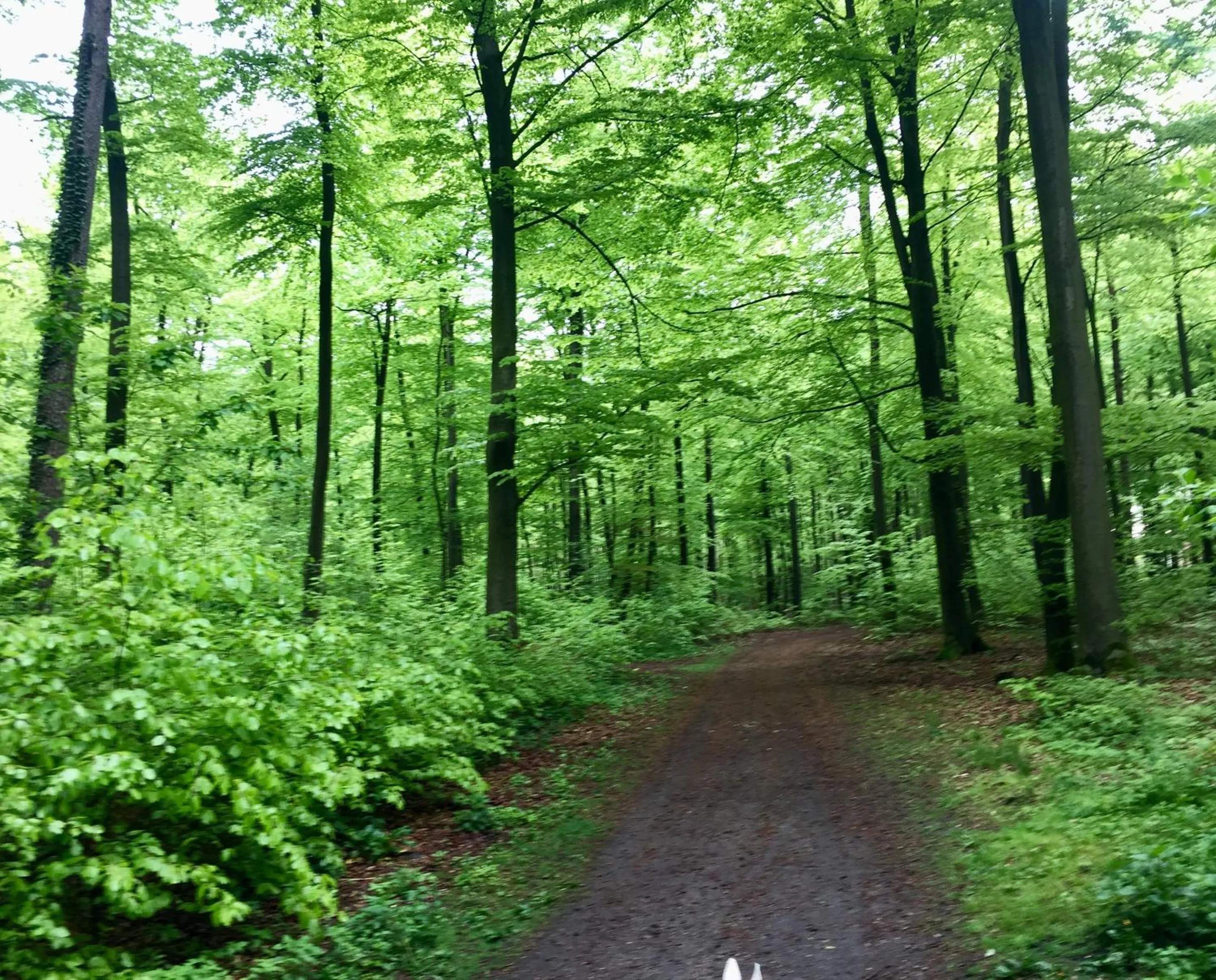 Activities in Wilsmann Apartmentvermietung