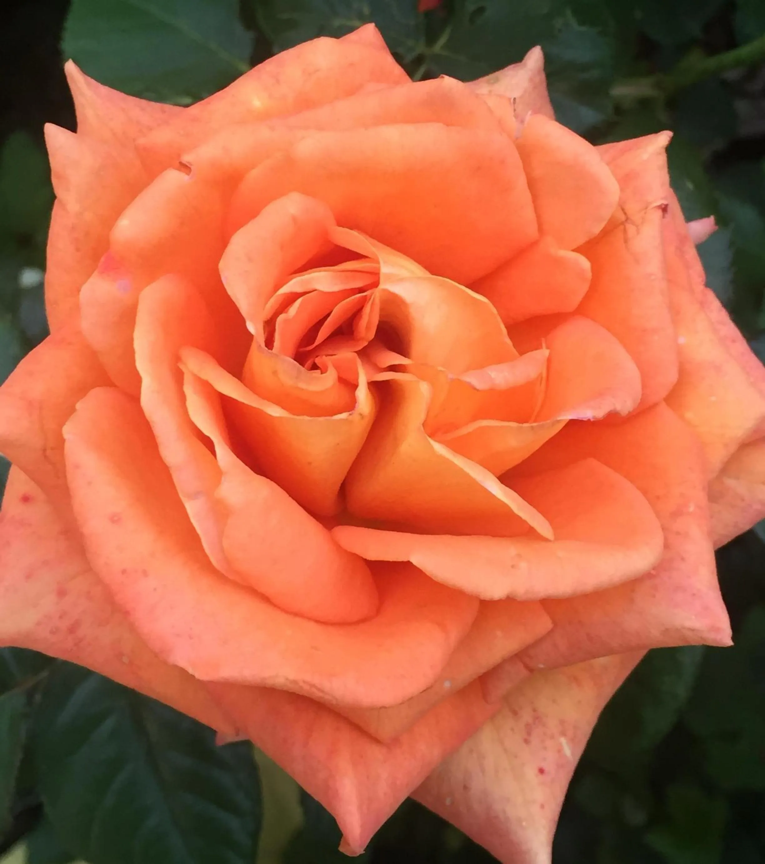 Summer in Wilsmann Apartmentvermietung