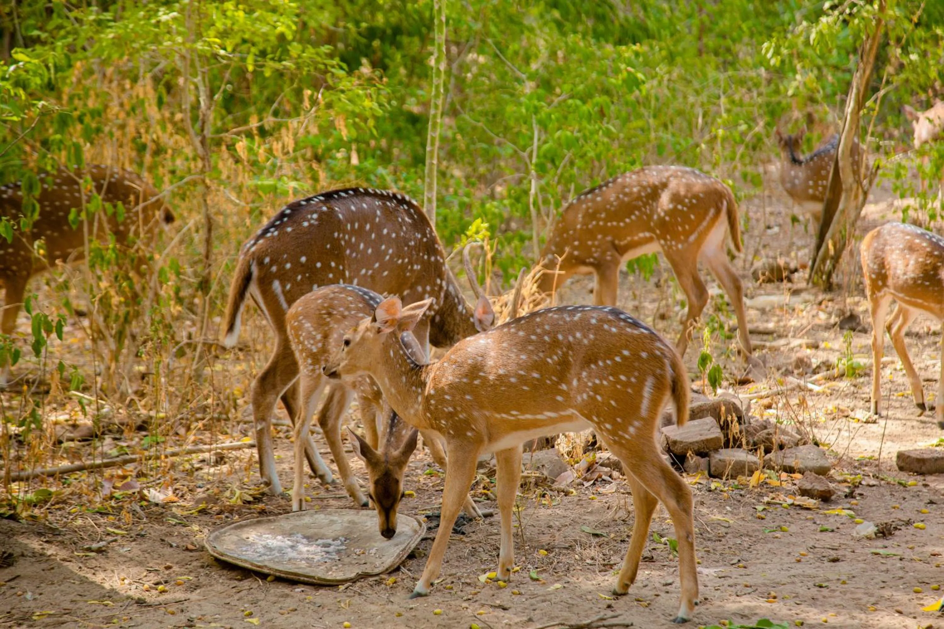 Animals in Nehansa Resort and safari