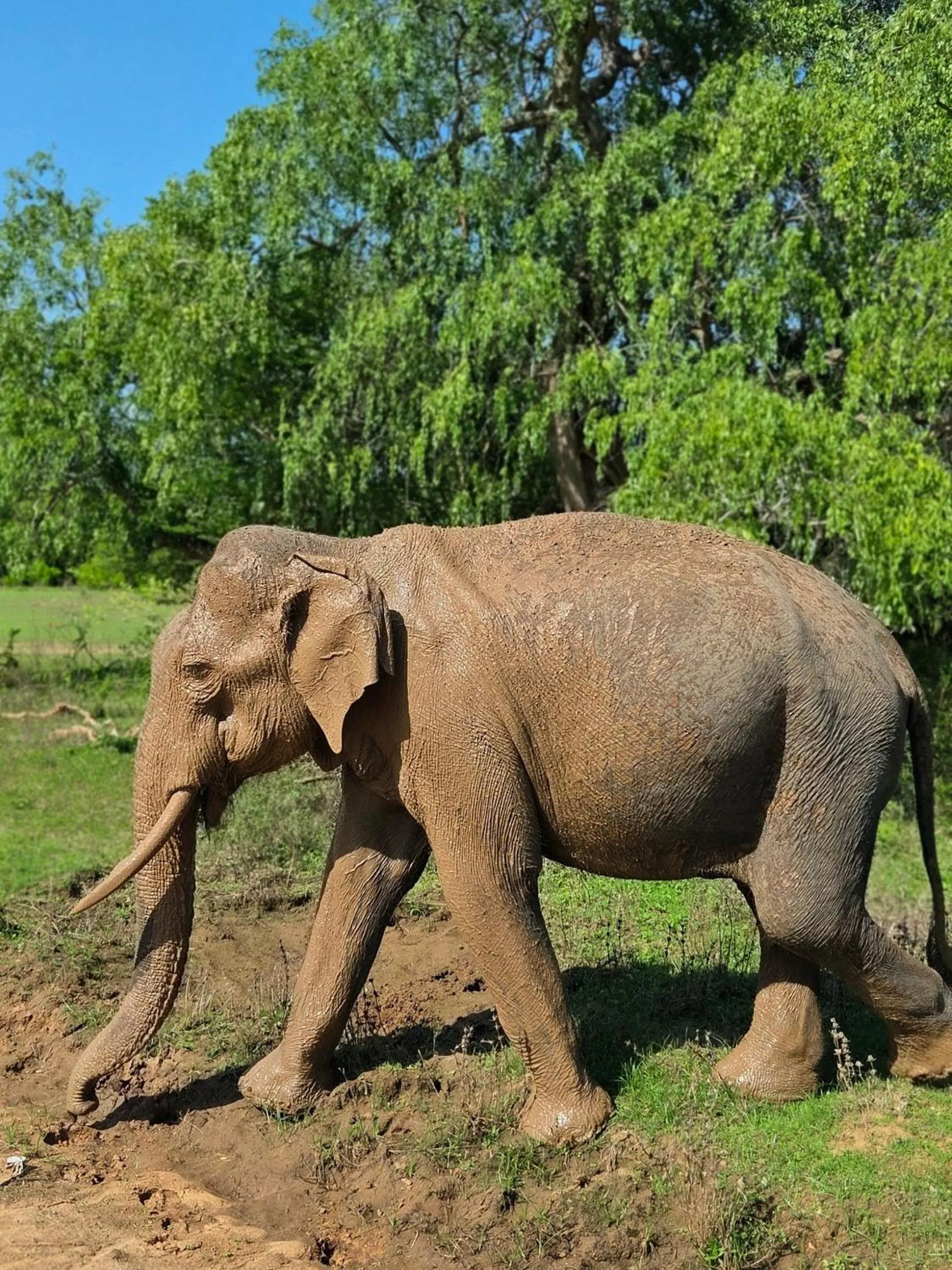 Animals in Nehansa Resort and safari