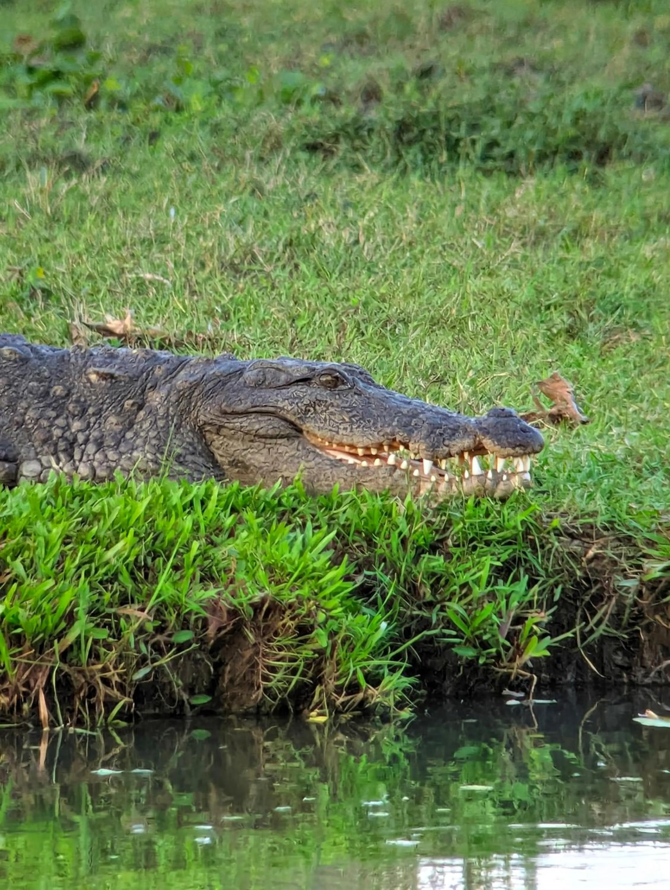 Animals in Nehansa Resort and safari