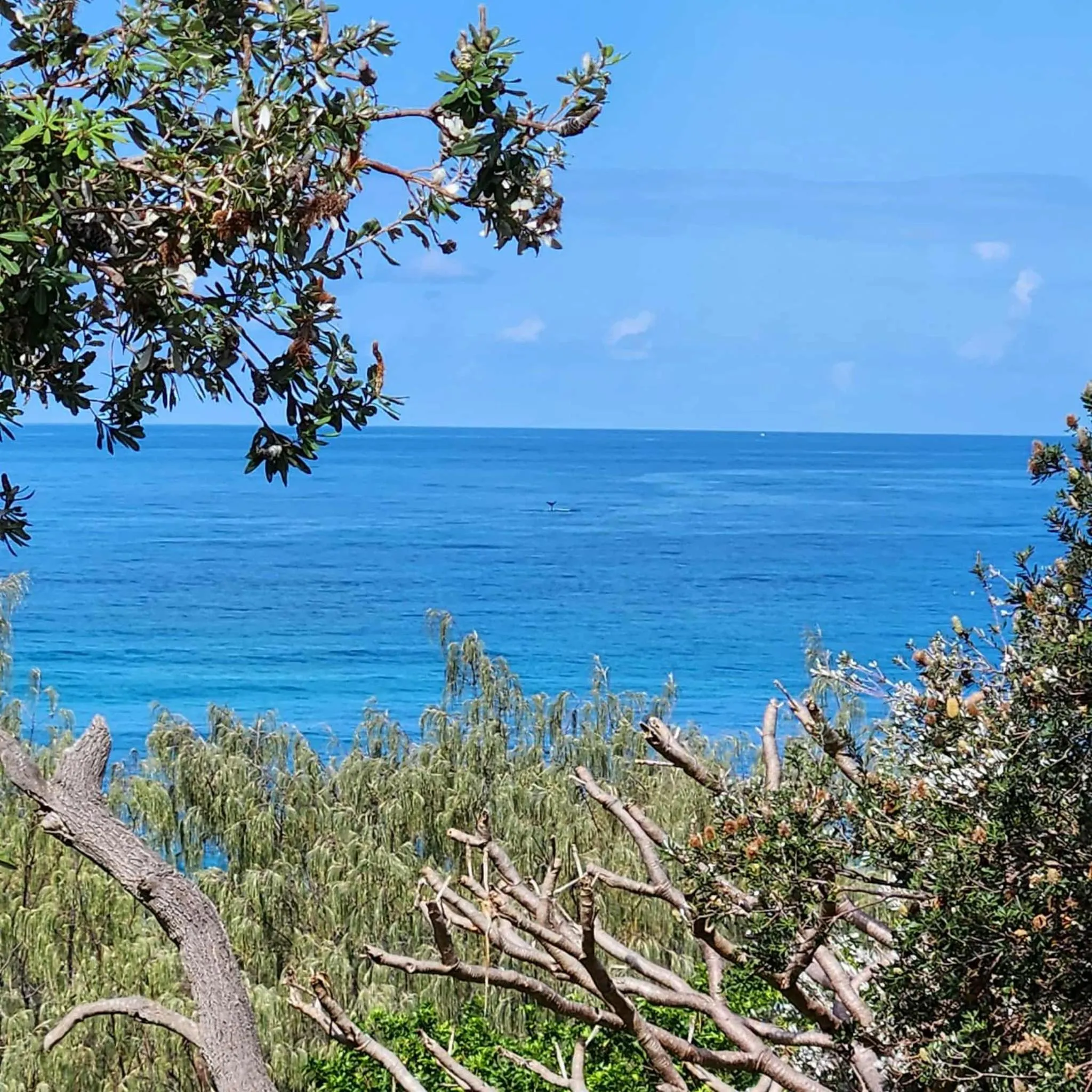 Whalewatch Ocean Beach Resort