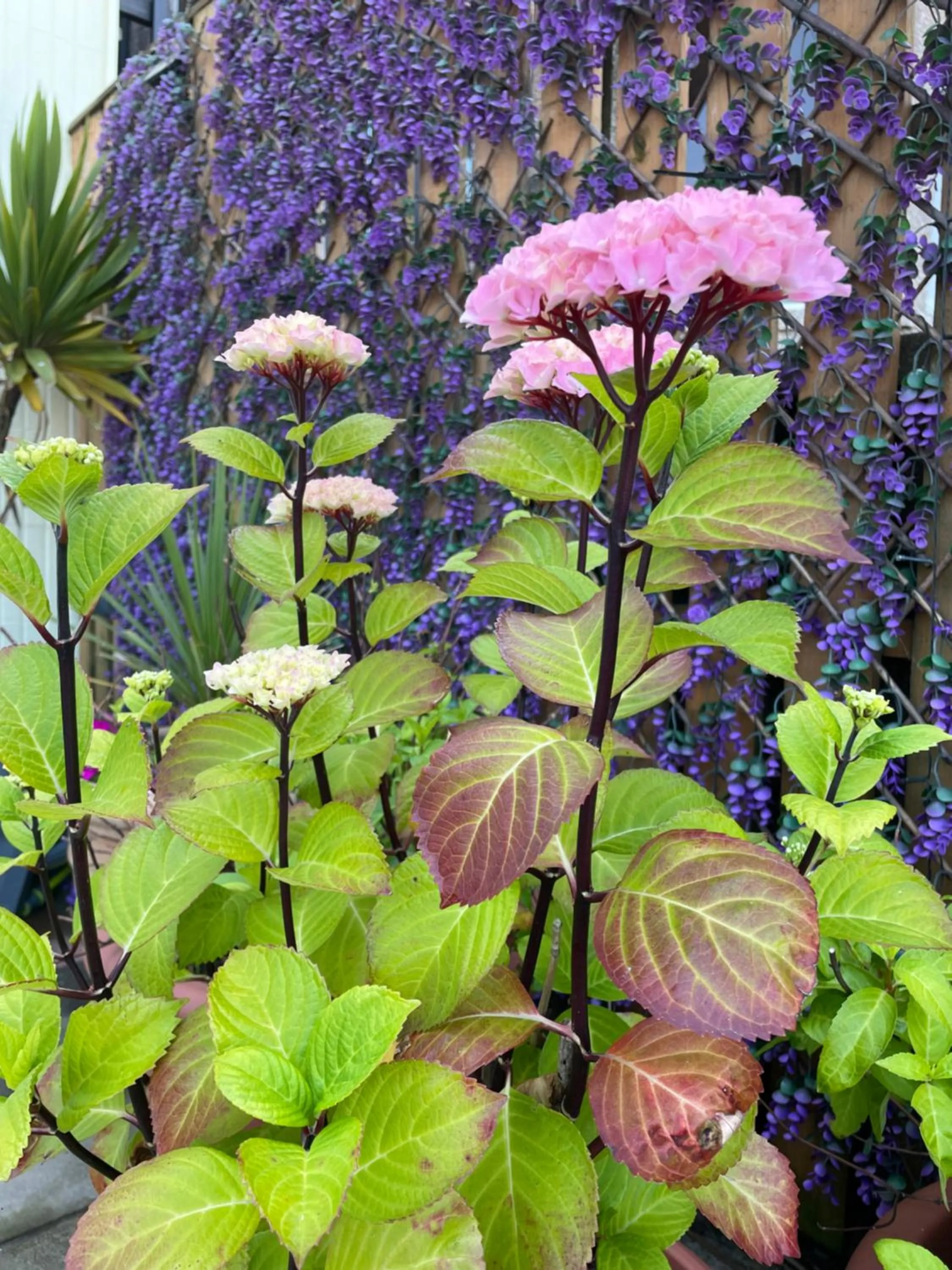 Garden in Craig-y-Don