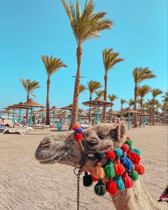 Day in Regency Plaza Aqua Park and Spa Resort