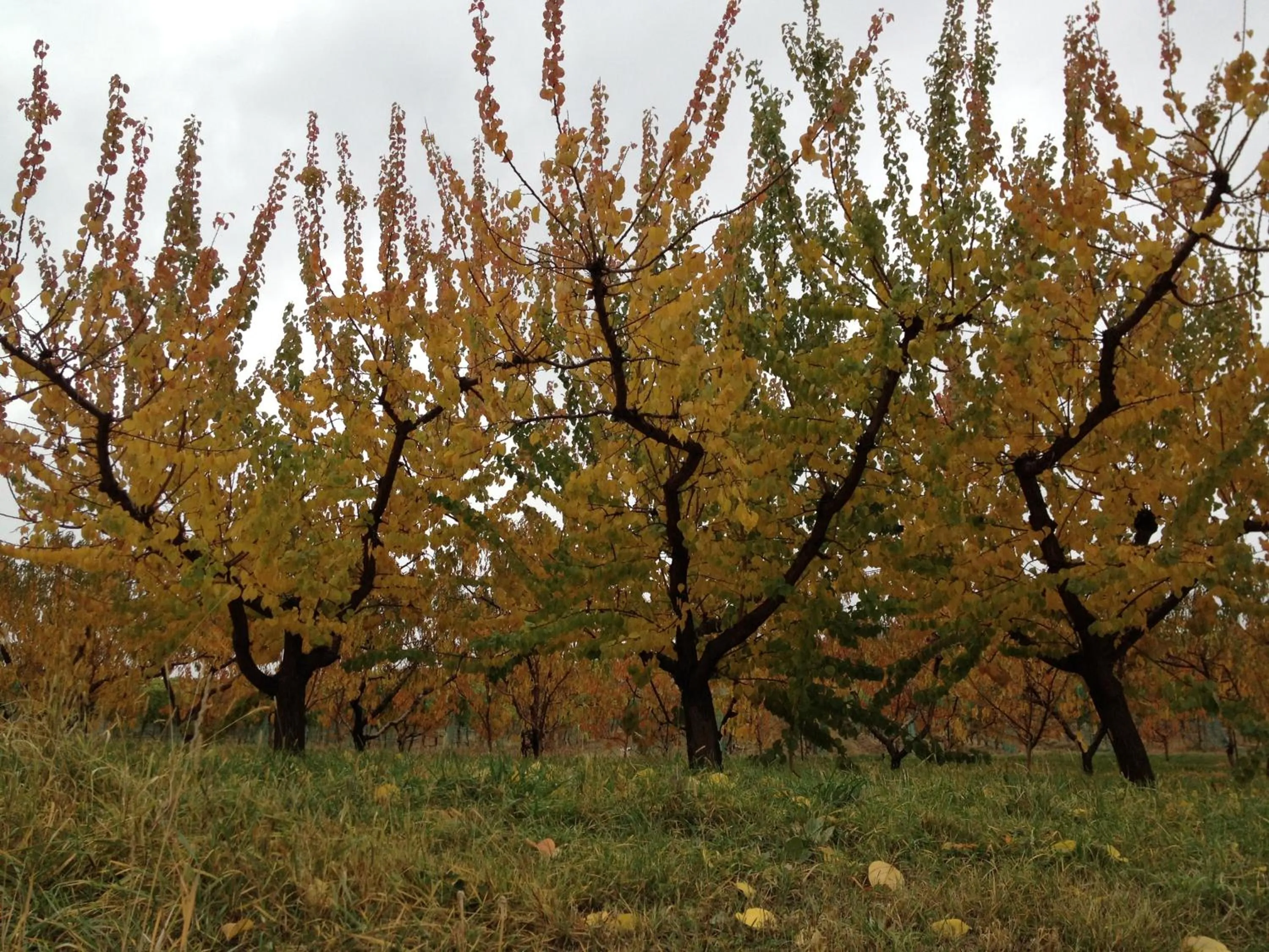 Natural landscape in Obertal Inn