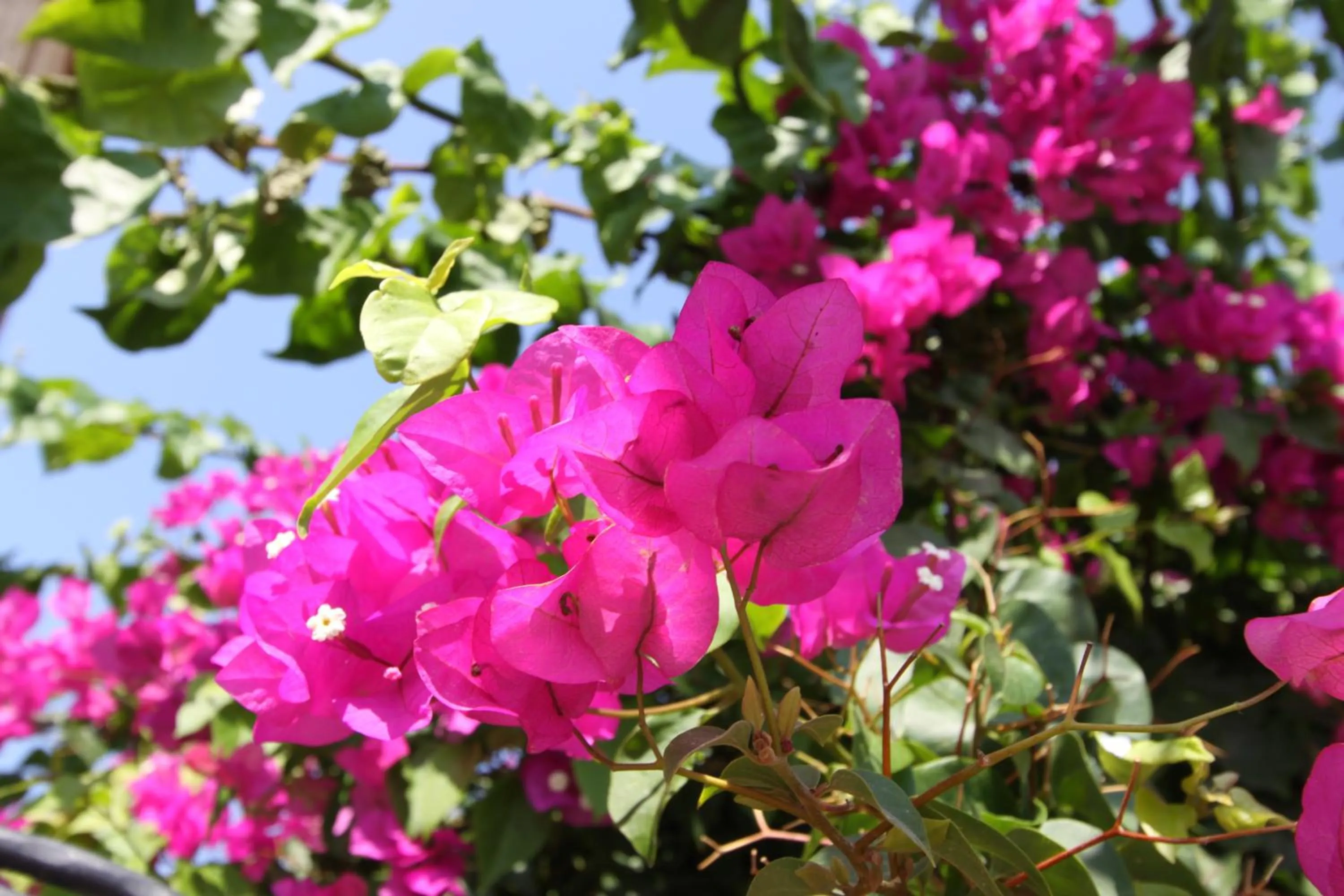 Garden in Alacati Koclu Konagi Hotel