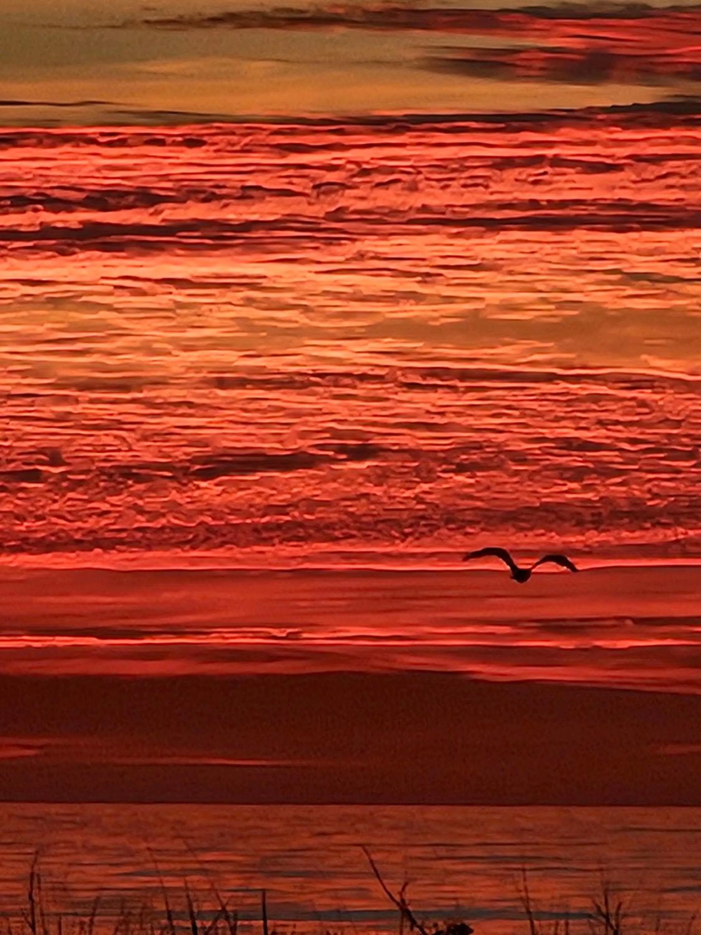 Balcony/Terrace in Boardwalk Hotel Charlee & Apartments Beach Hotel Oceanfront