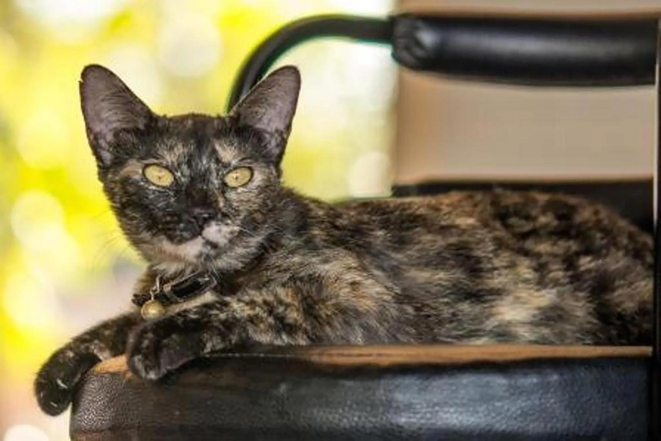 Animals in Mook Lanta Eco Resort