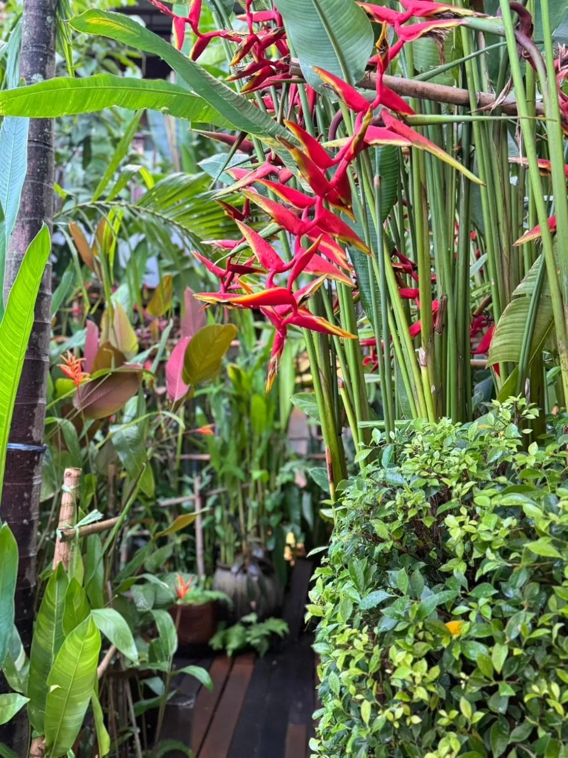 Garden in The Twenty Lodge