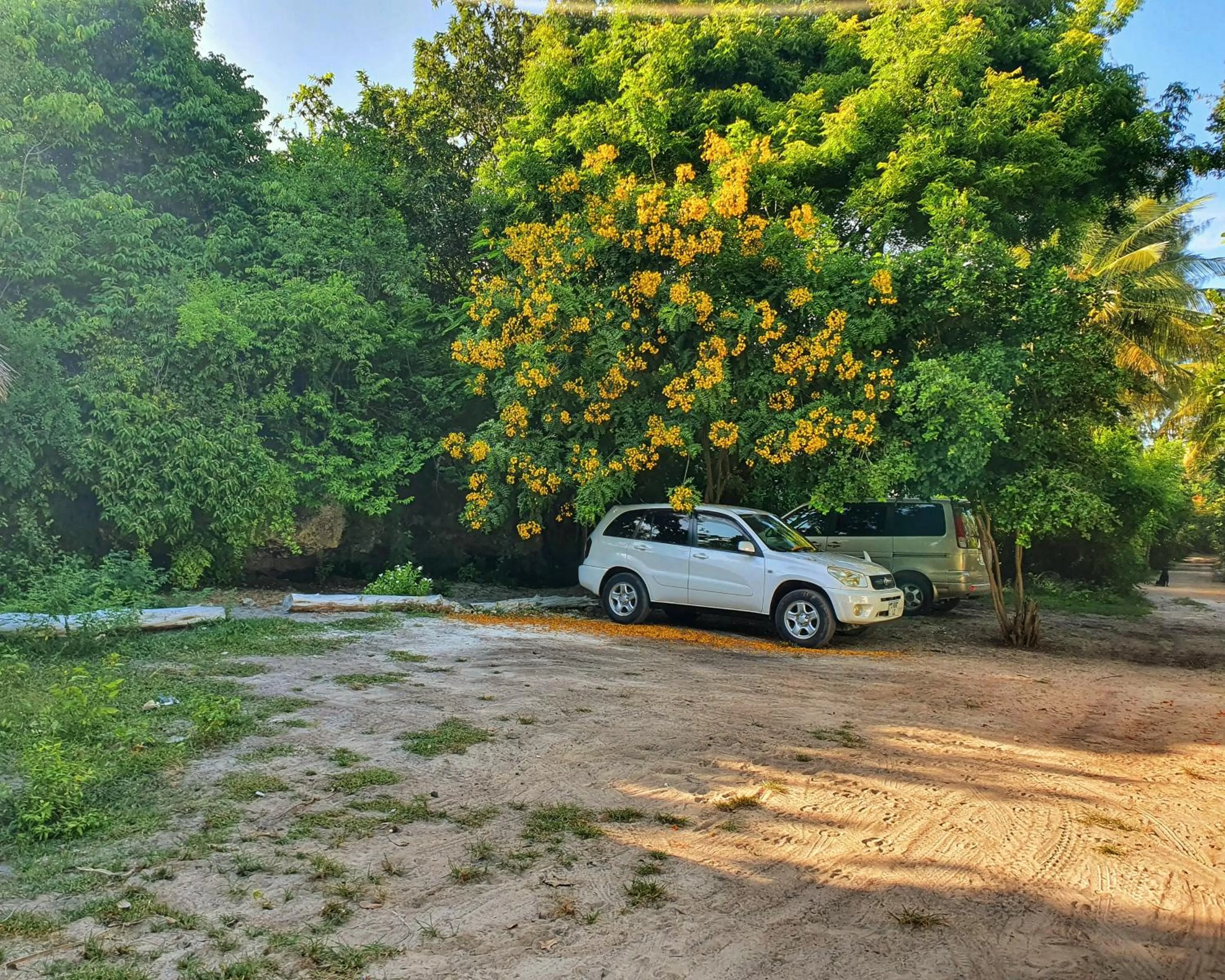 Natural landscape in Blue Palm Zanzibar