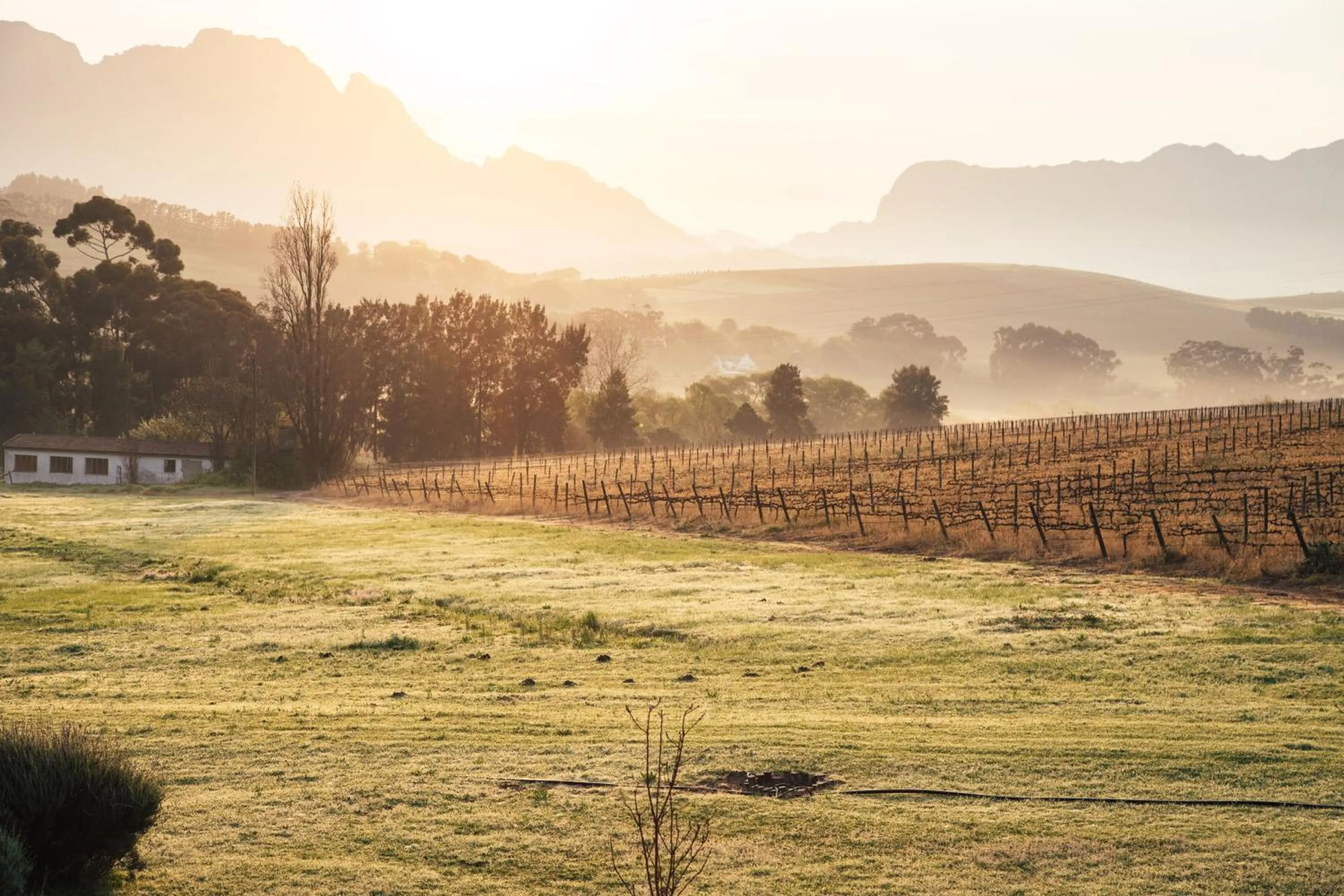 Garden in The Log Collective