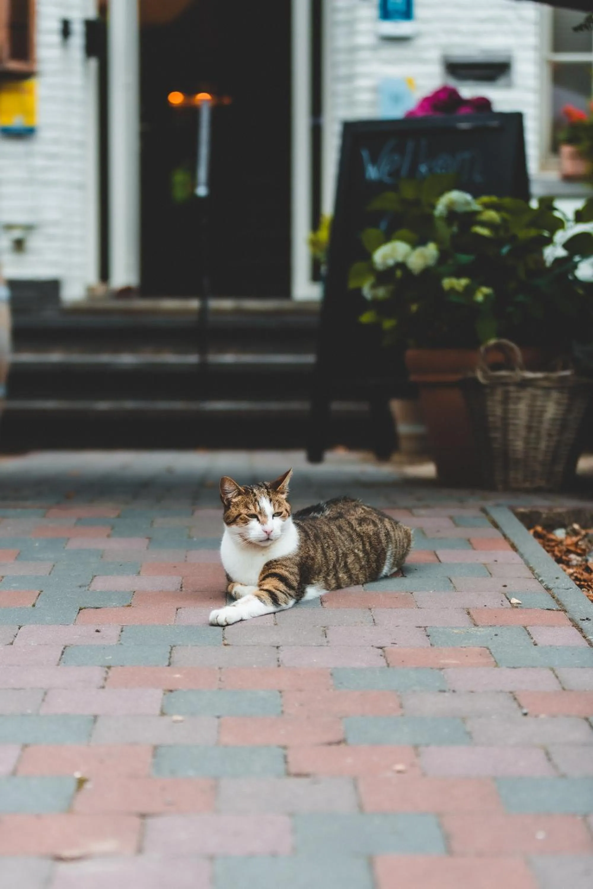 Pets in Hotel Au Nom De Dieu