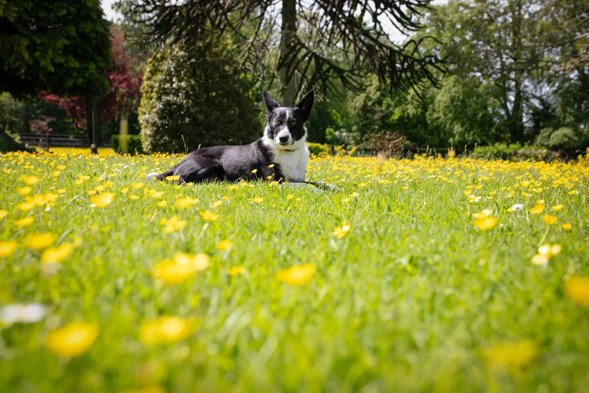 Animals in Brookhall Cottages