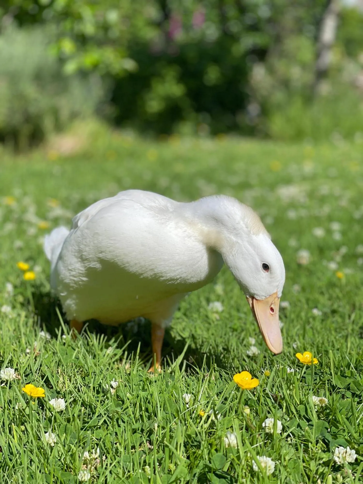 Animals in Brookhall Cottages