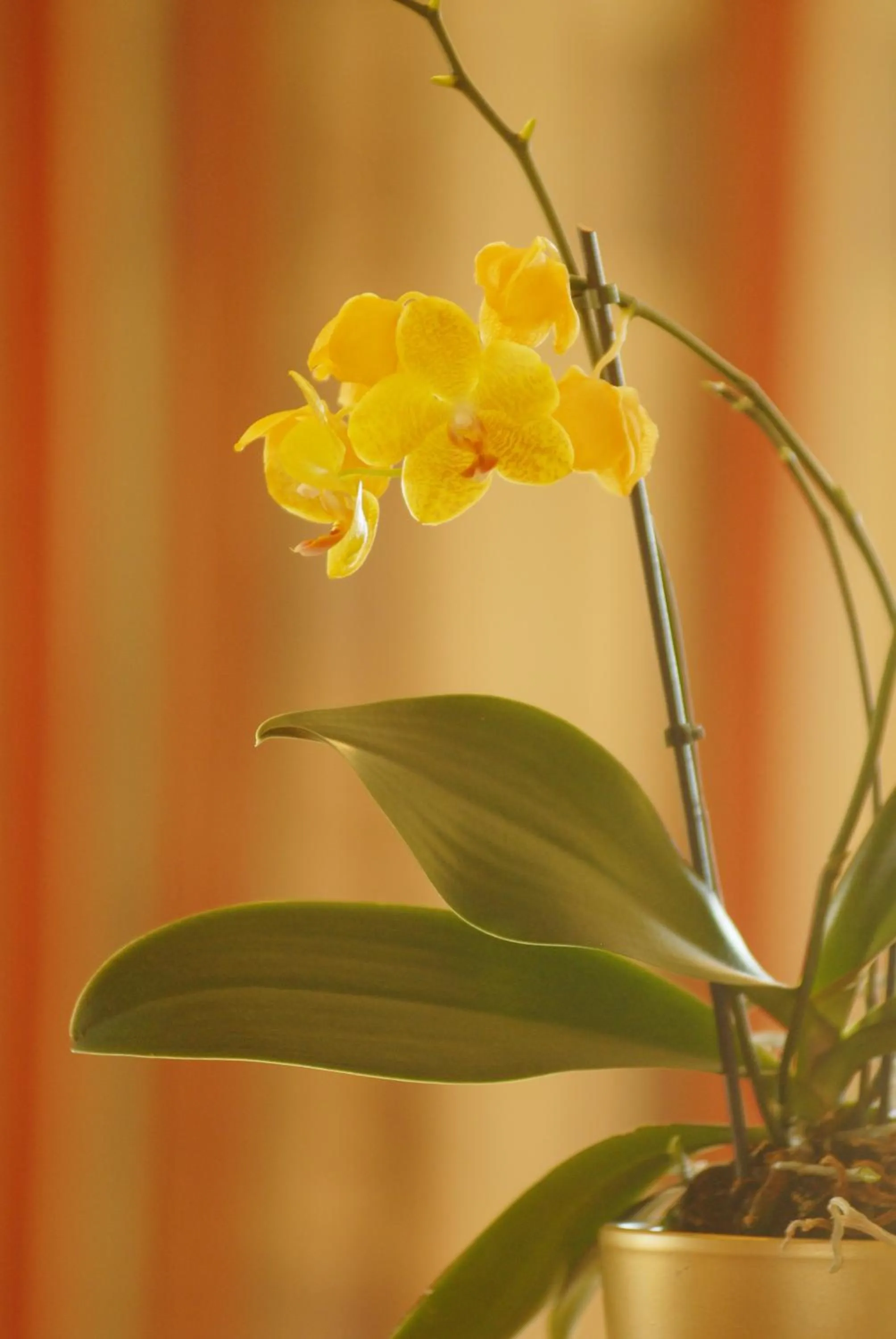 Other in Aparthotel Sunrise