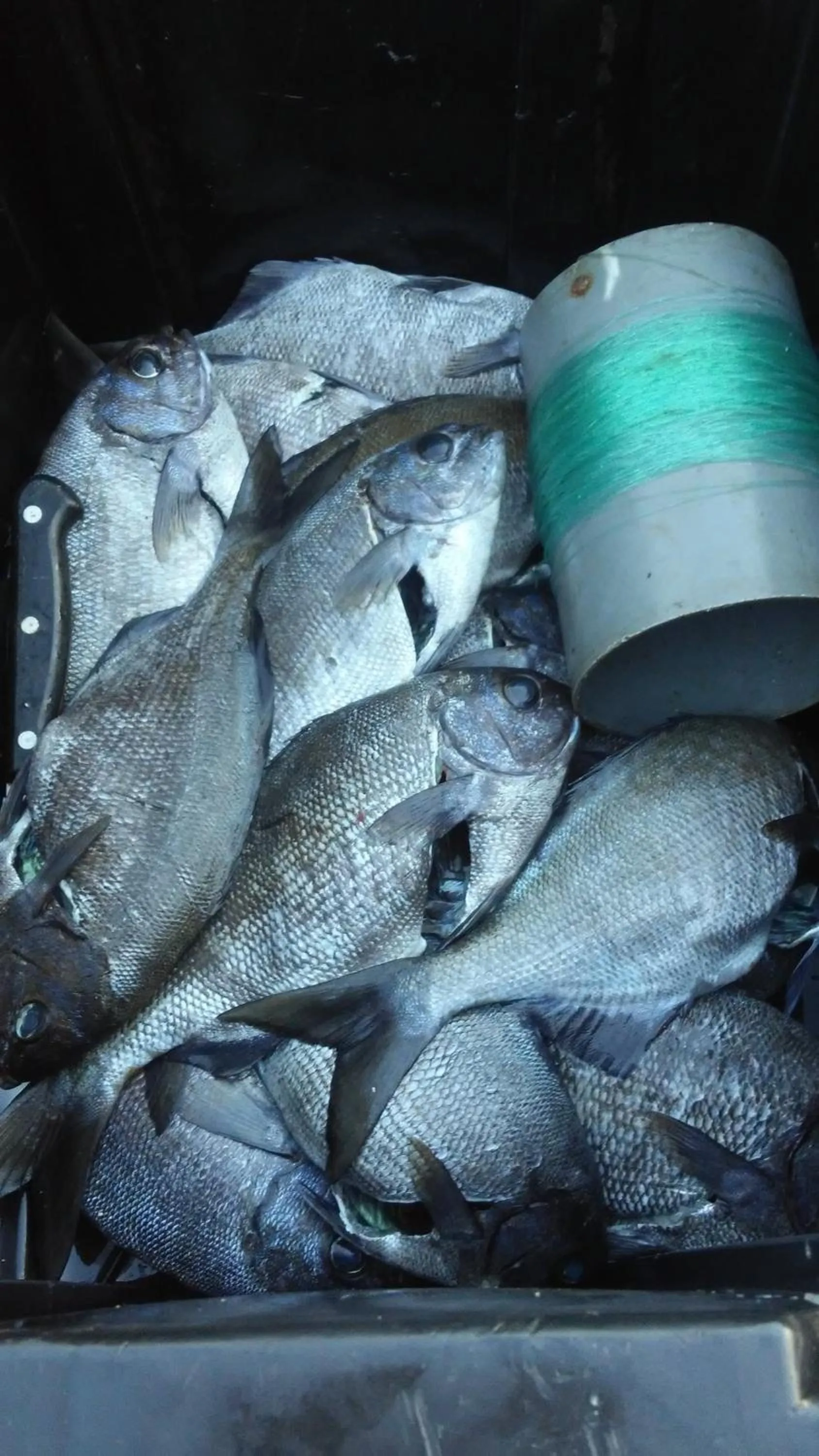 Fishing in Cabañas Te Maori