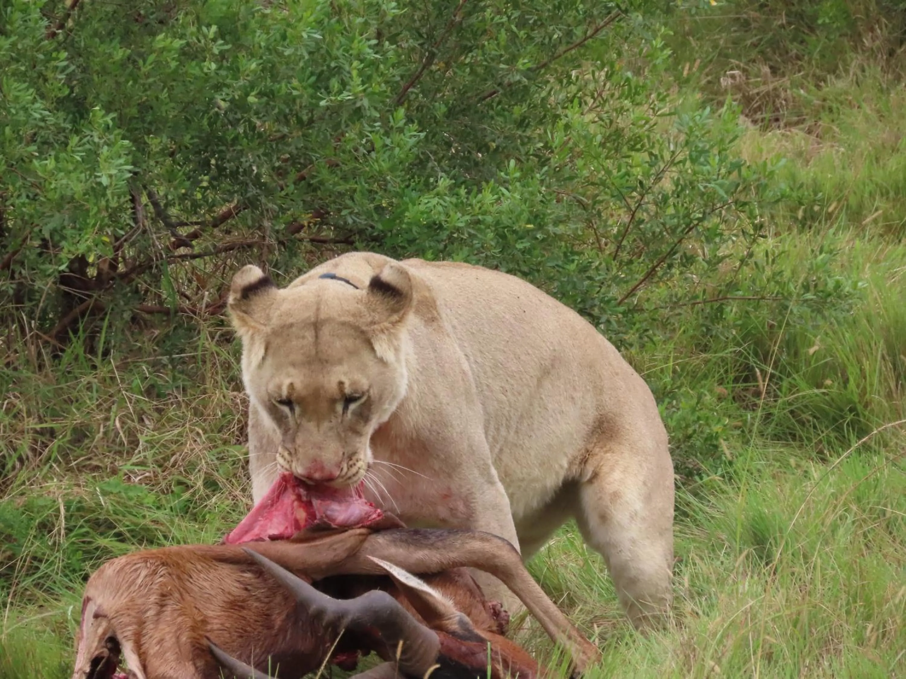 Dungbeetle River Lodge