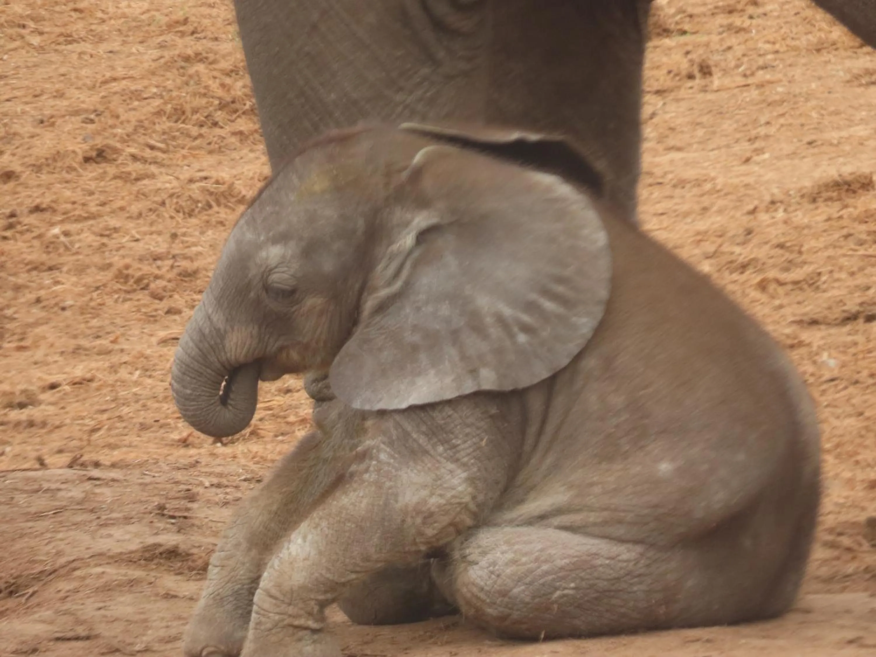 Dungbeetle River Lodge