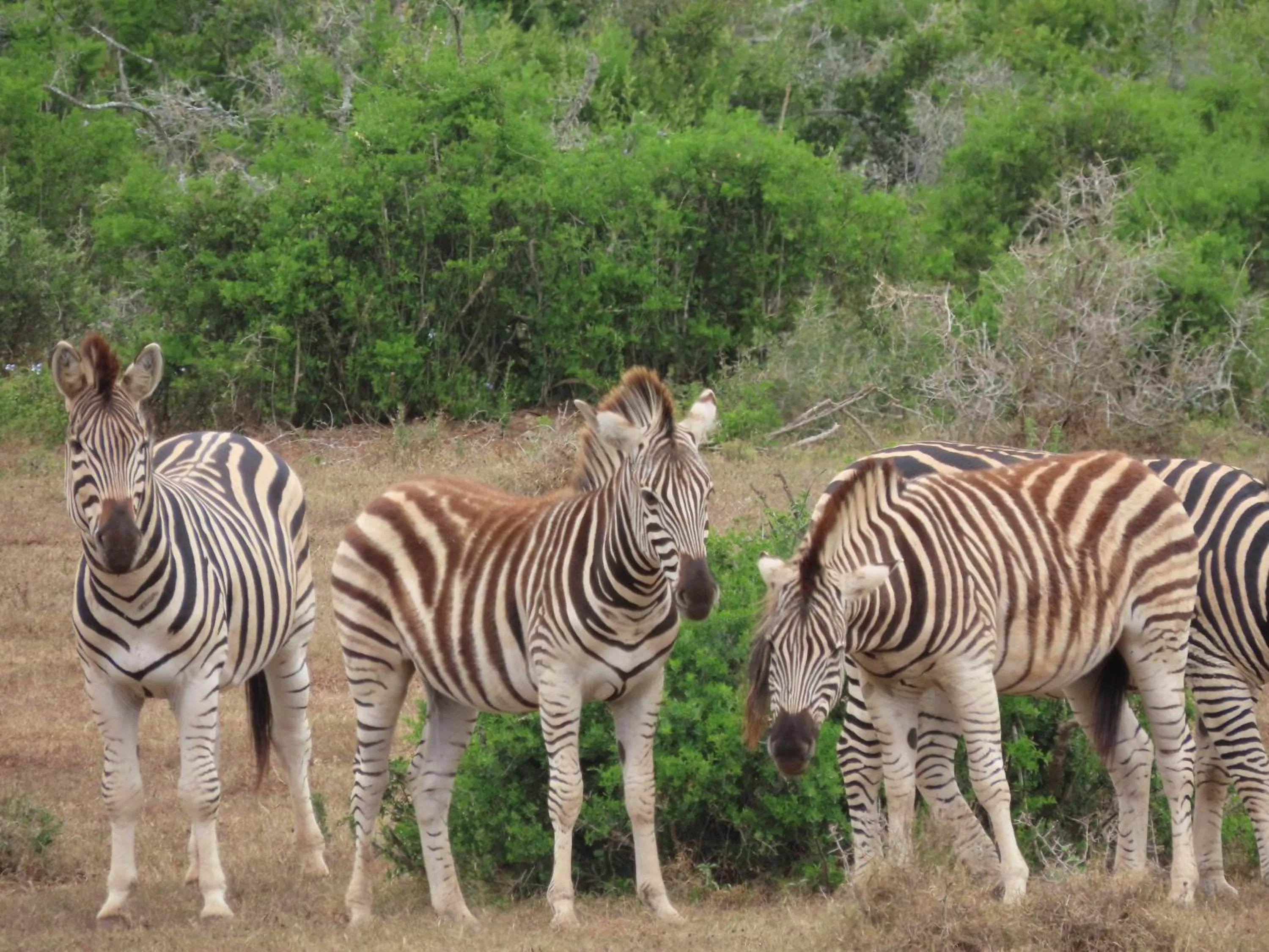 Dungbeetle River Lodge