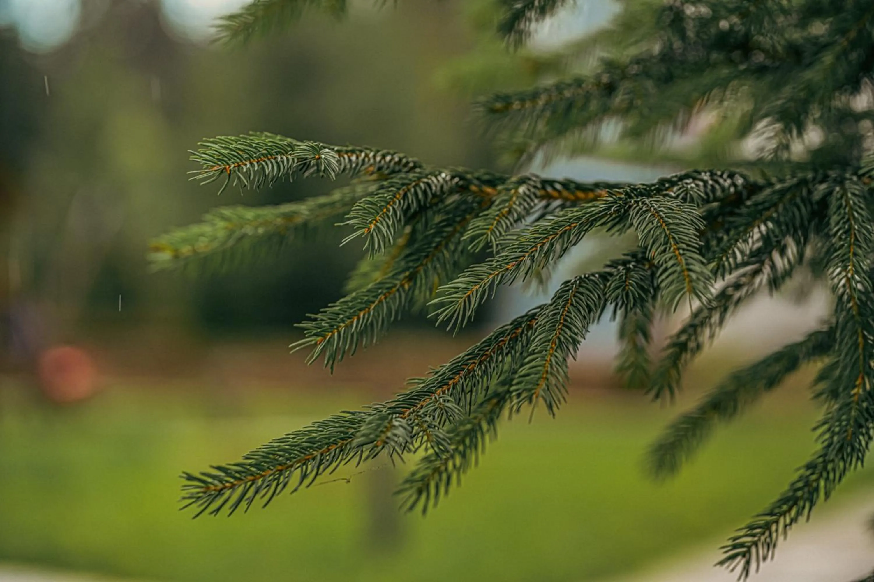 Natural landscape in Euphoria Club Hotel