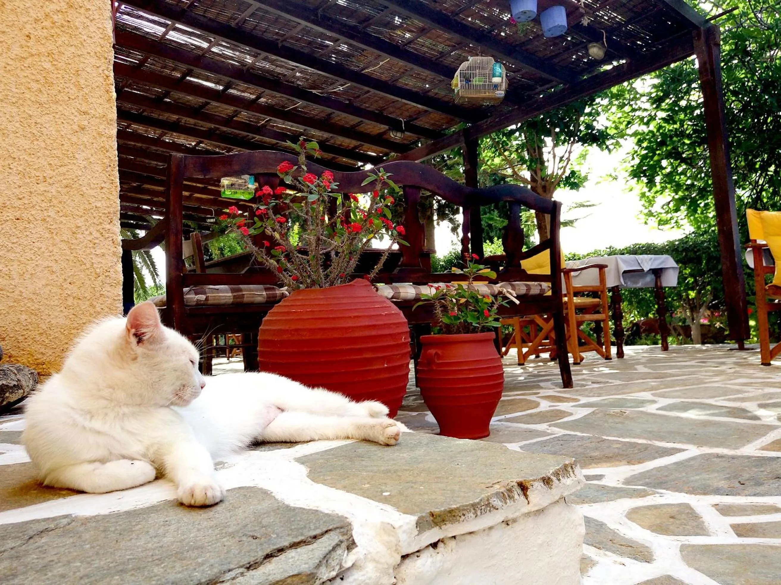 Pets in Vagia Beach Apartments, Aegina Island